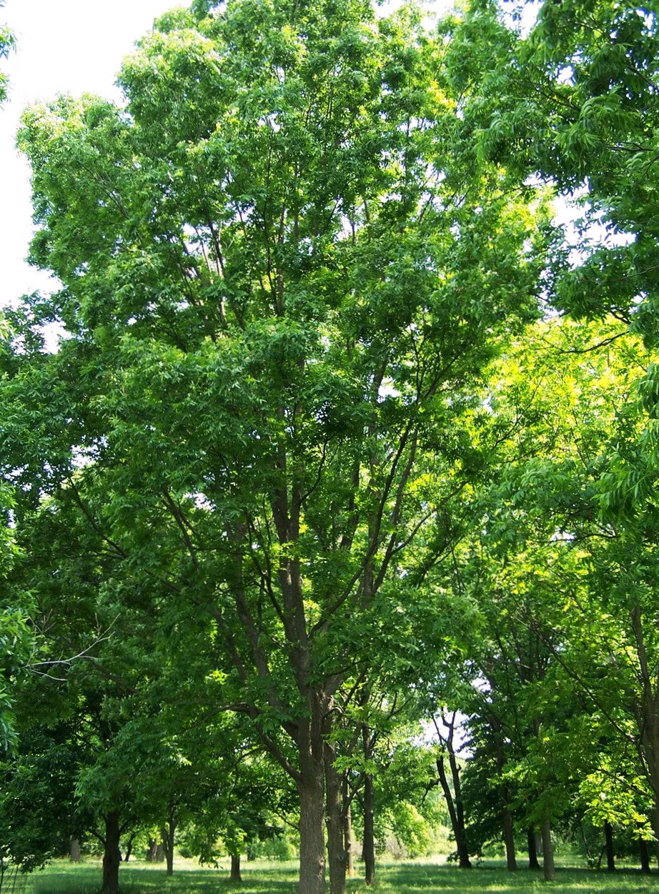 Pecan Tree - Image 4