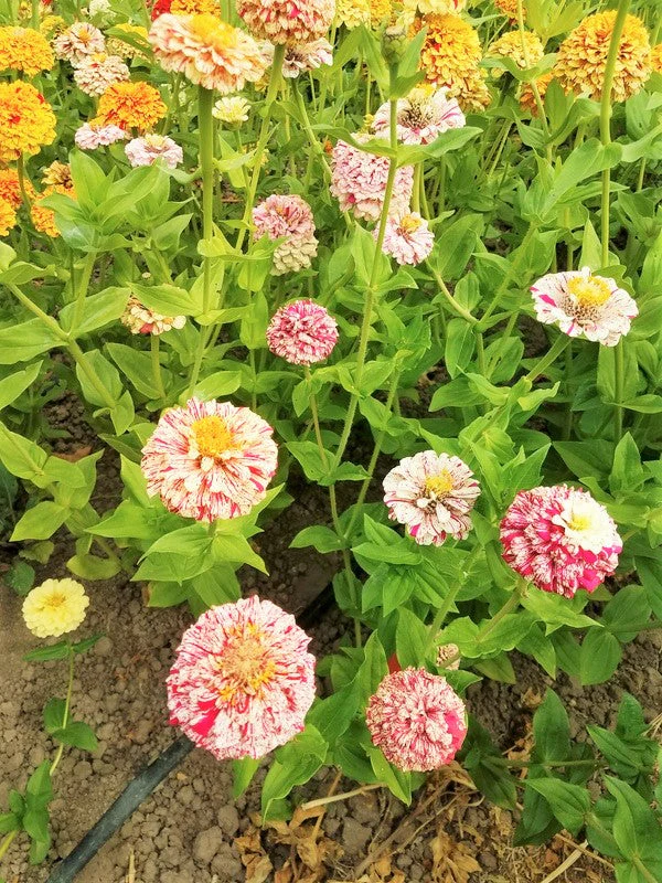 Peppermint Candy Stripe Zinnia - Image 2