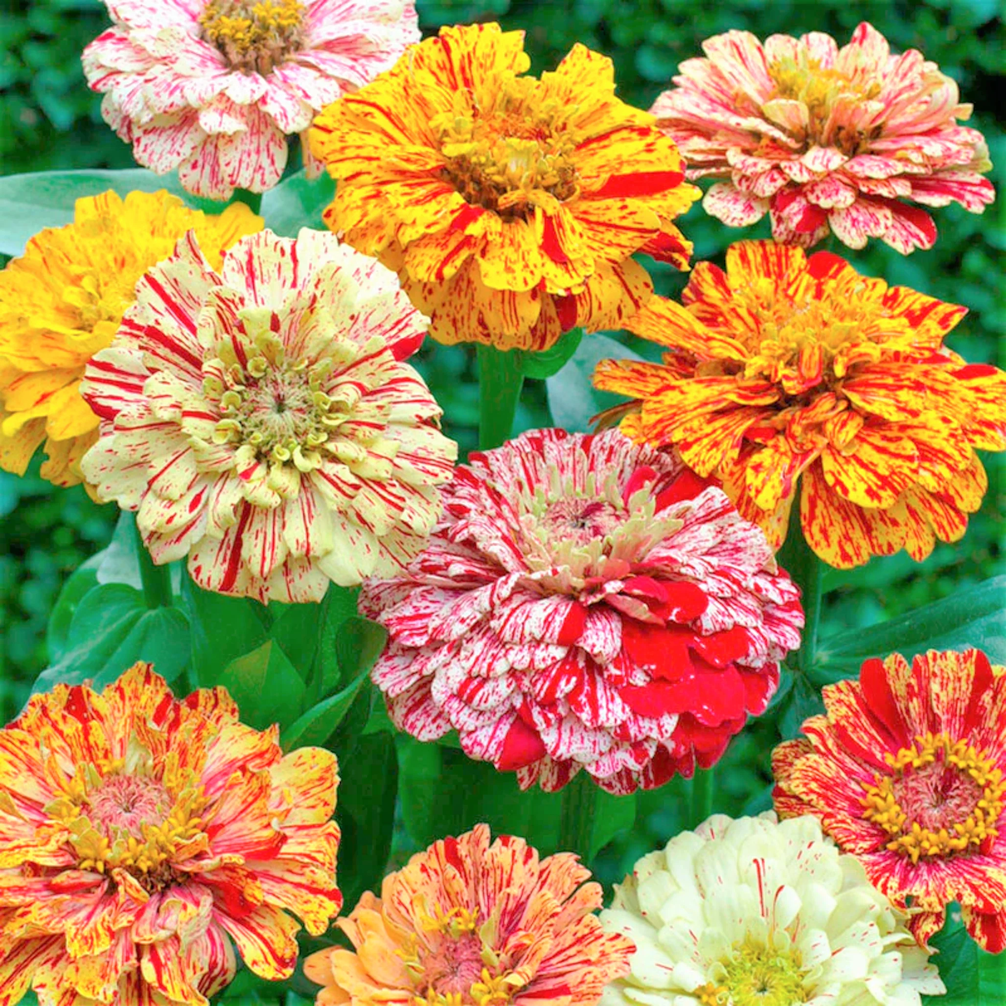 Peppermint Candy Stripe Zinnia - Image 3