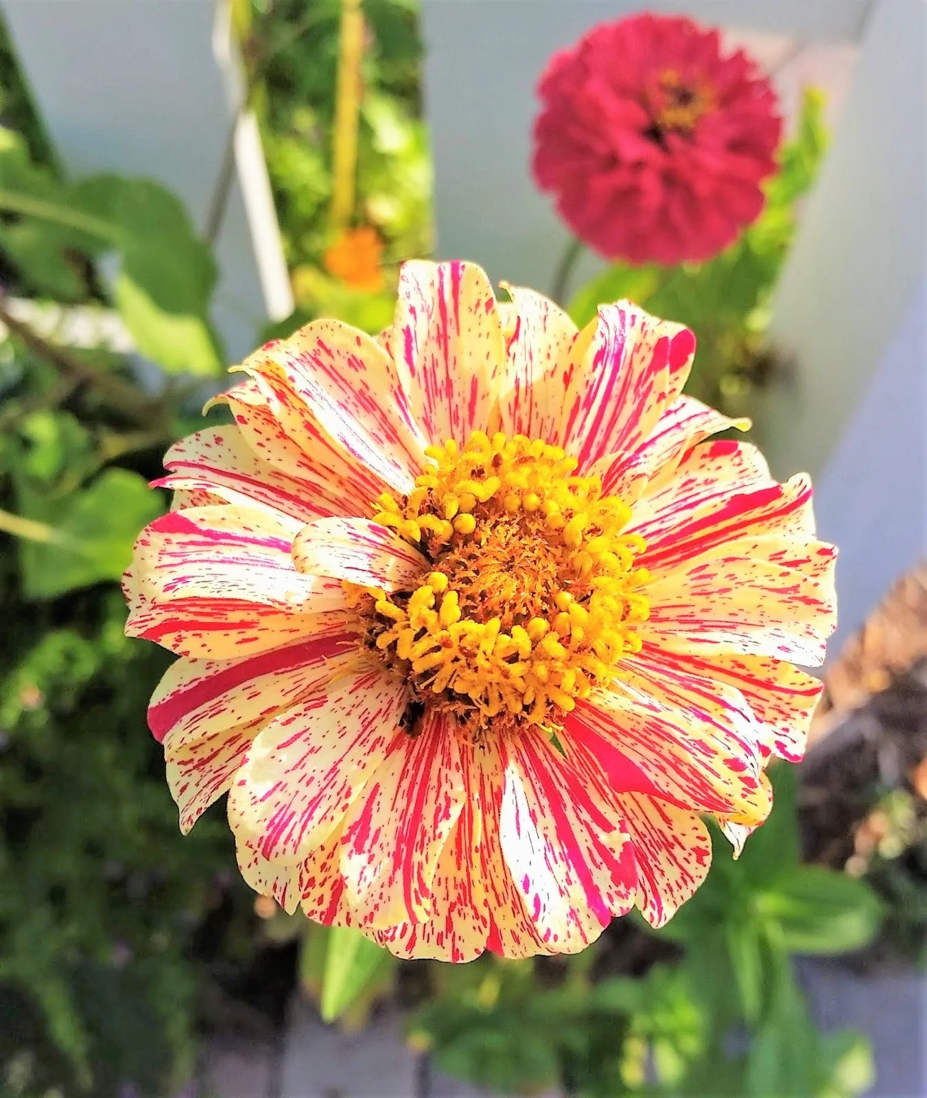 Peppermint Candy Stripe Zinnia - Image 4