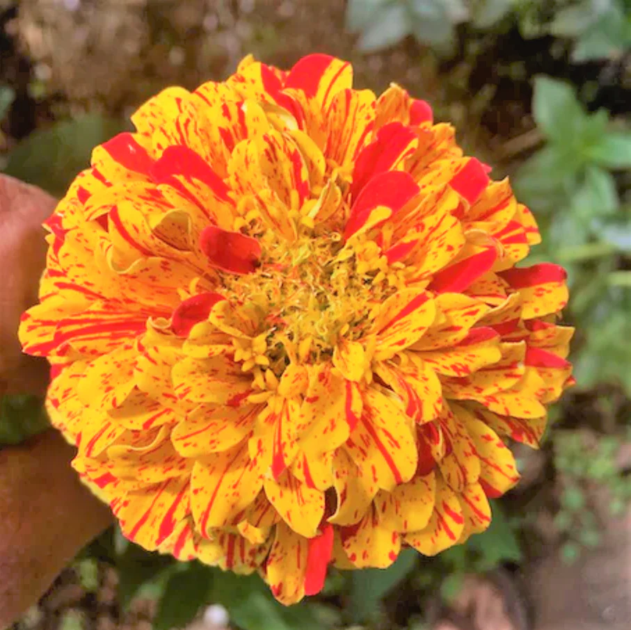Peppermint Candy Stripe Zinnia - Image 5