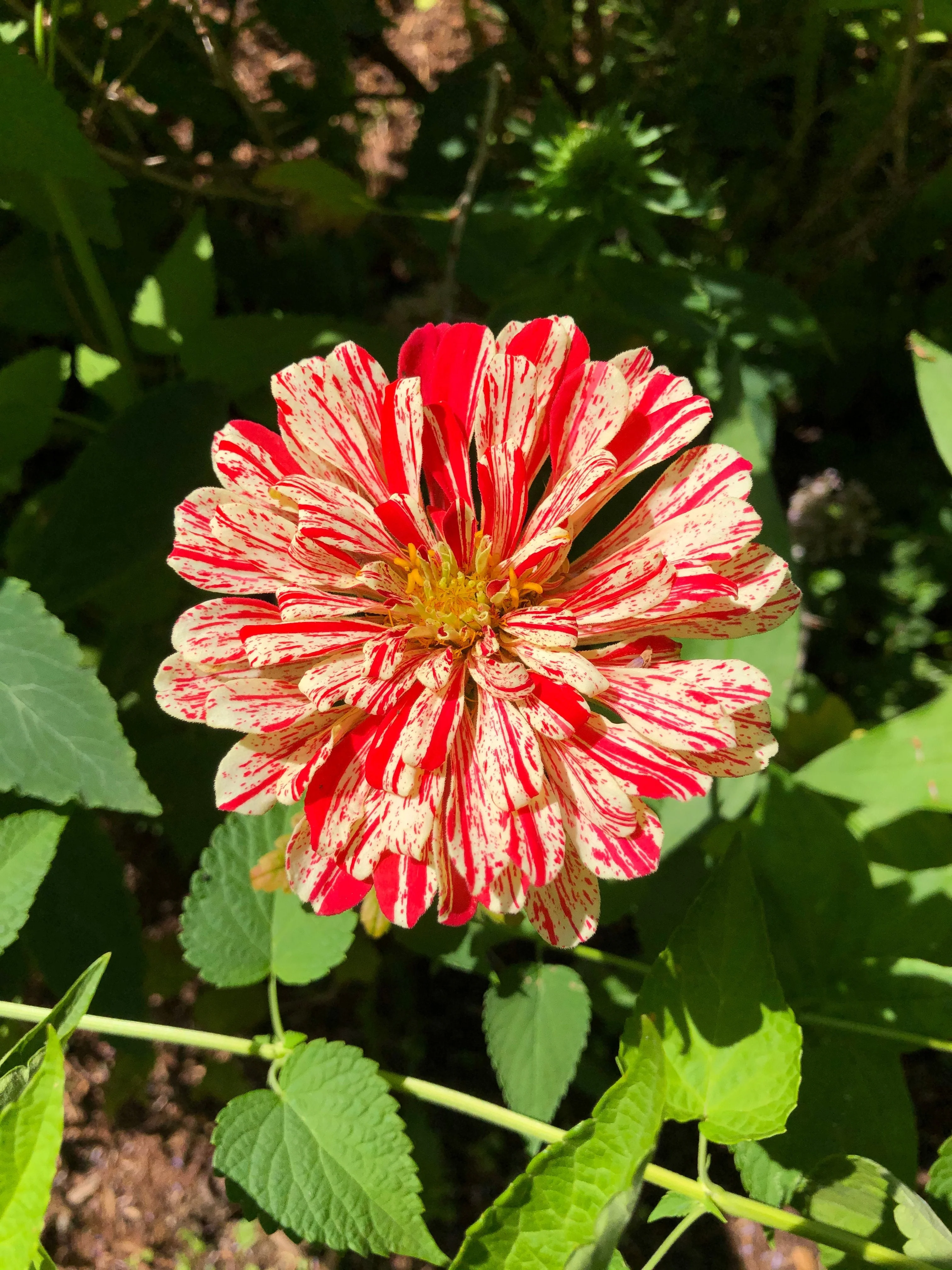 Peppermint Candy Stripe Zinnia - Image 6