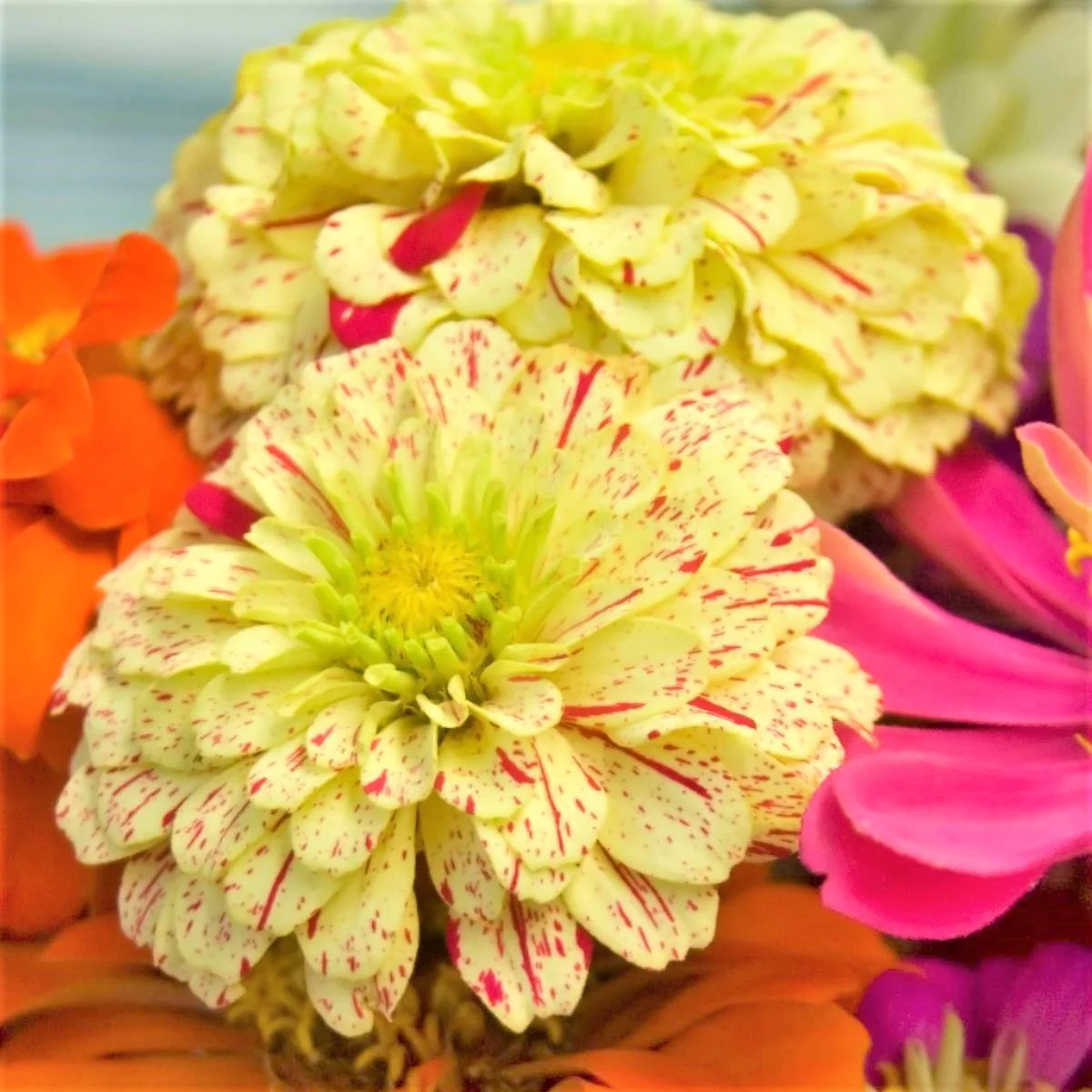 Peppermint Candy Stripe Zinnia - Image 7