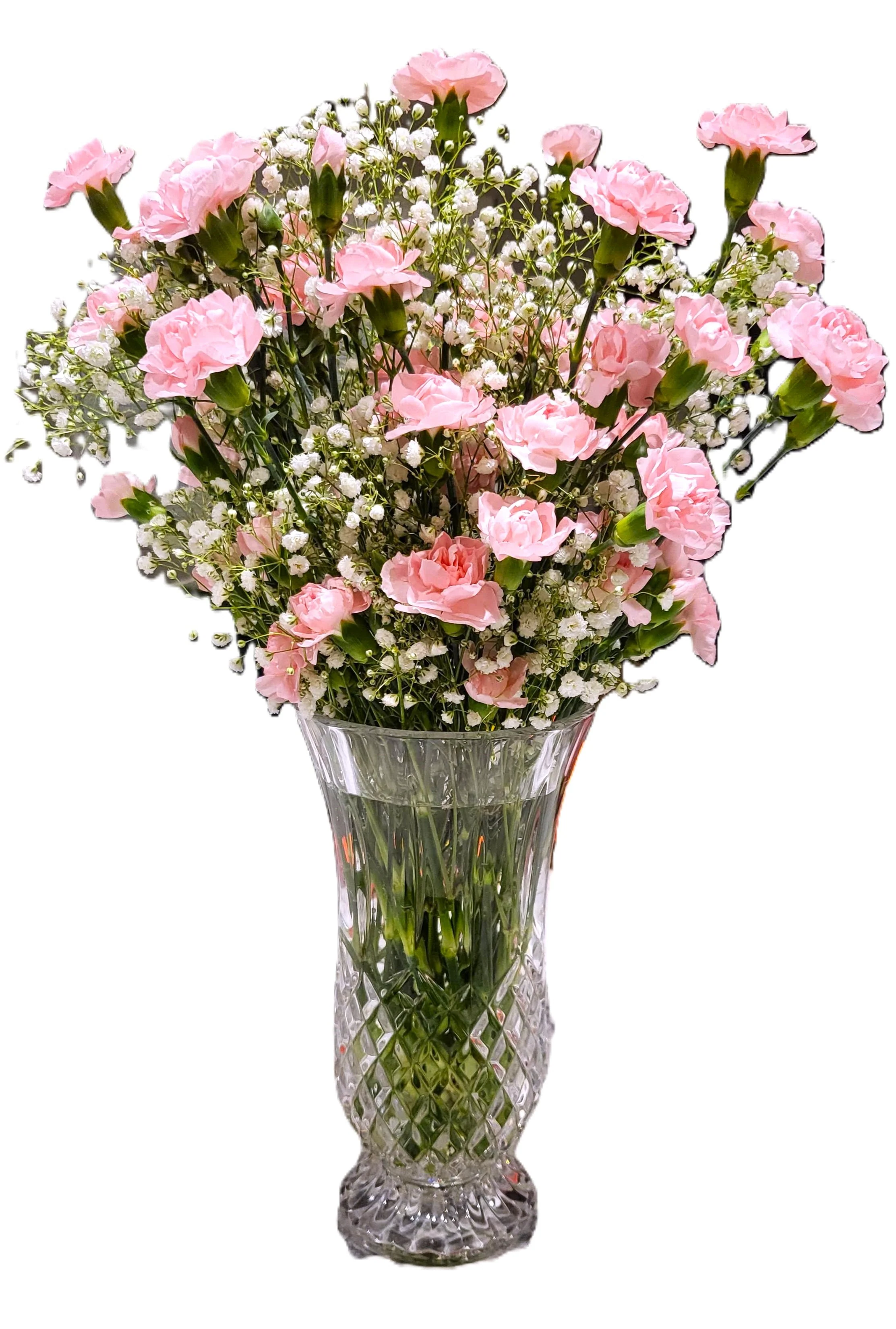 Perennial Baby's Breath - Image 10