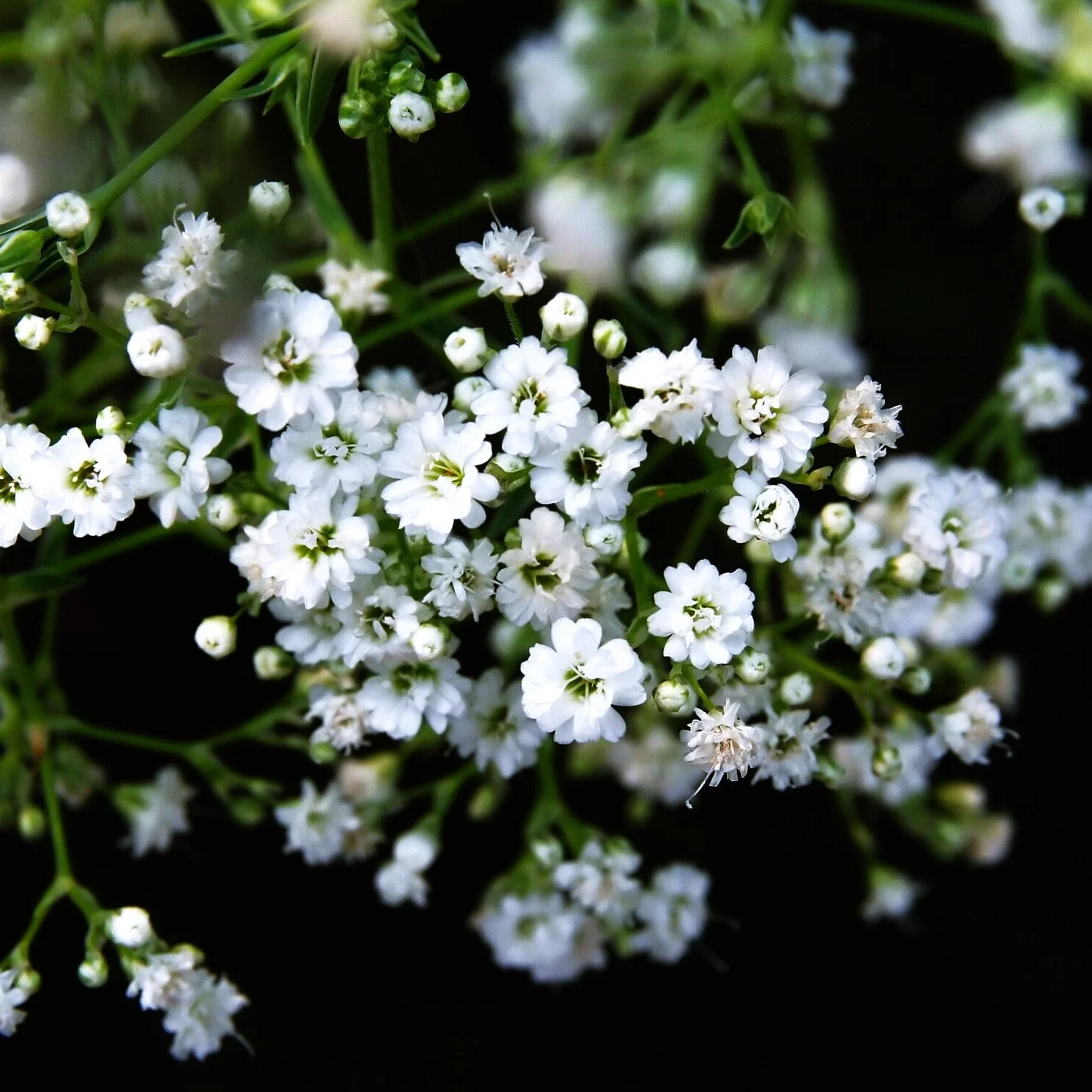 Perennial Baby's Breath - Image 3