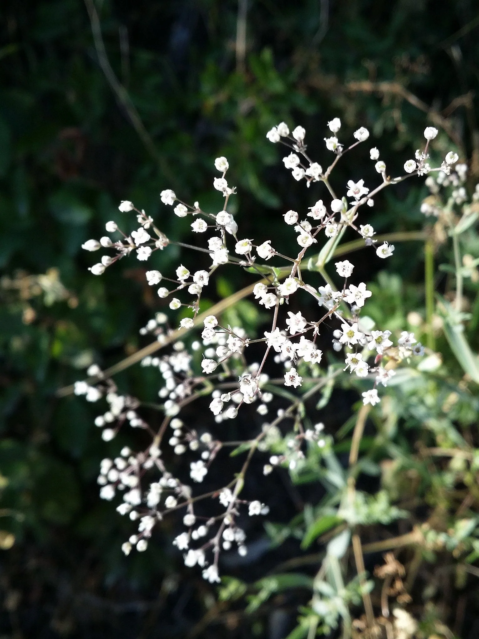 Perennial Baby's Breath - Image 4