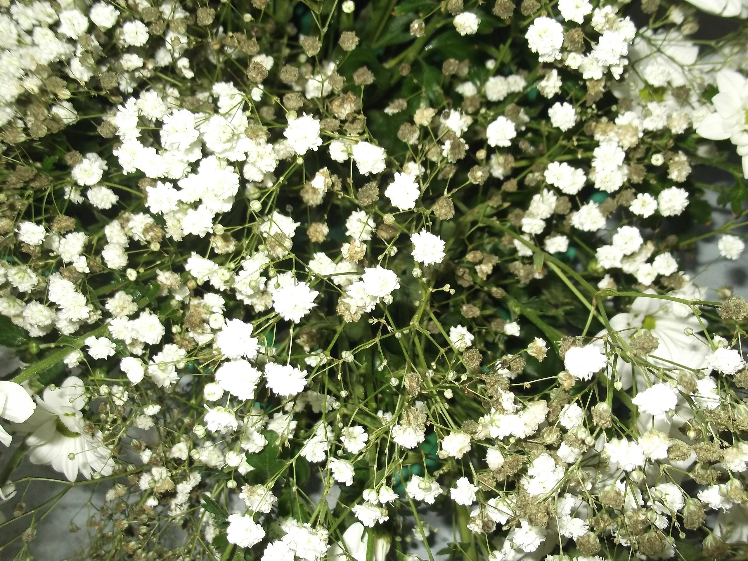 Perennial Baby's Breath - Image 5