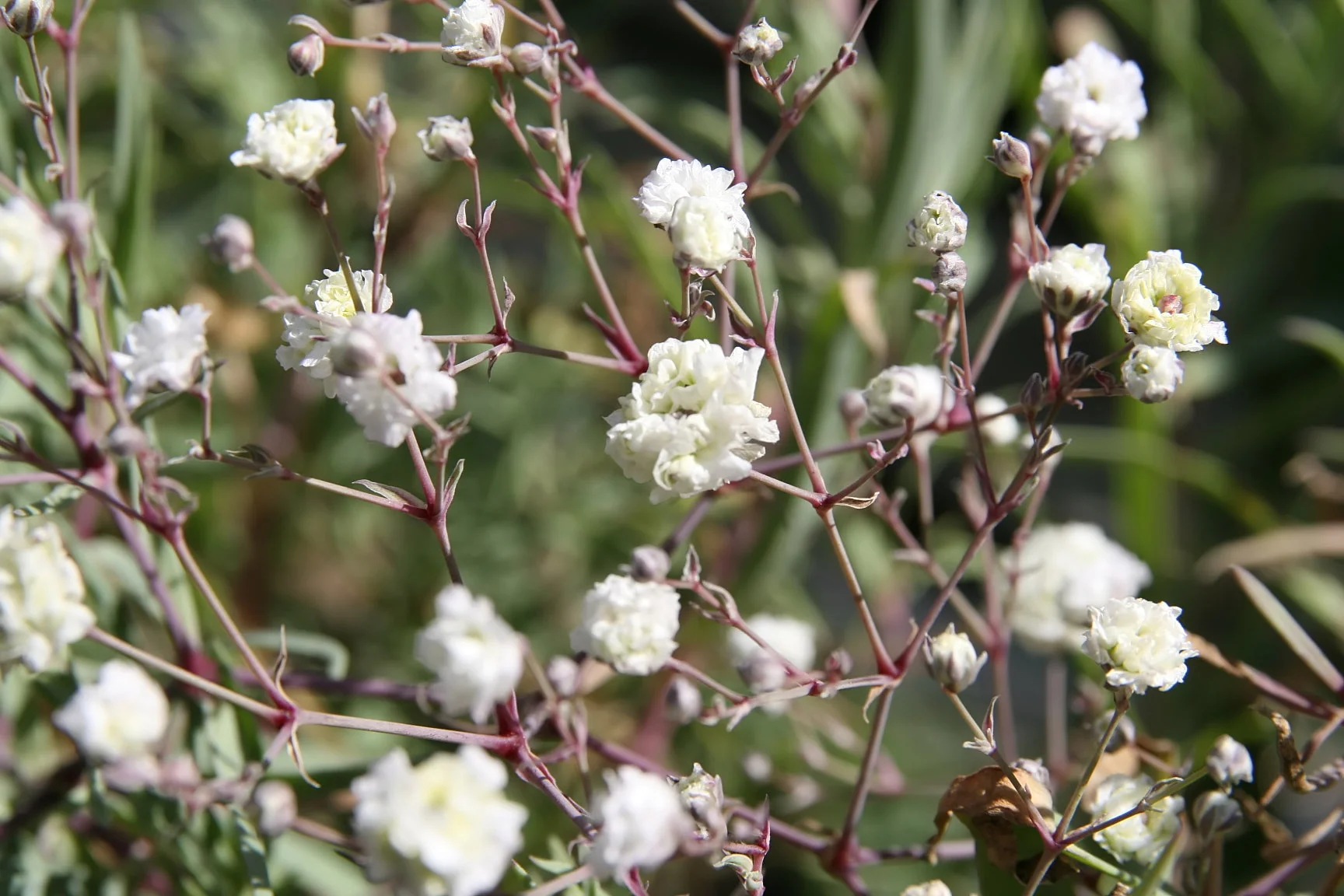 Perennial Baby's Breath - Image 6