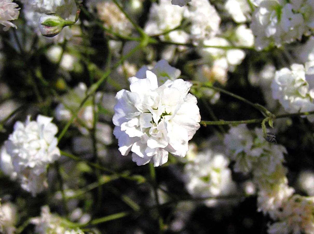Perennial Baby's Breath - Image 7