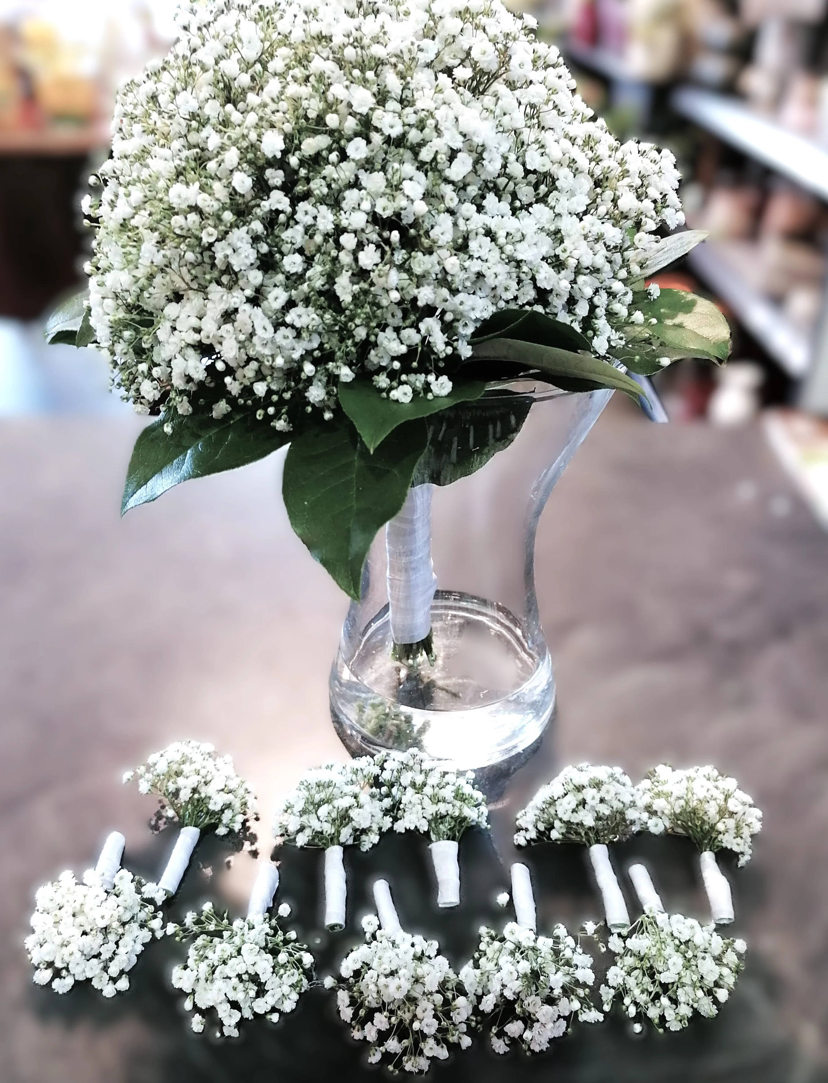 Perennial Baby's Breath - Image 8