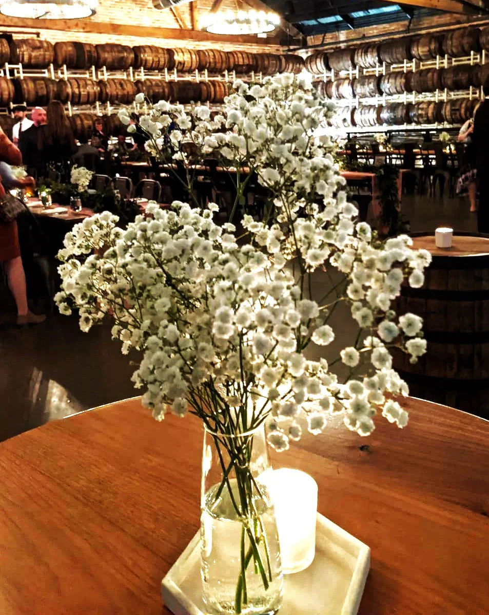 Perennial Baby's Breath - Image 9