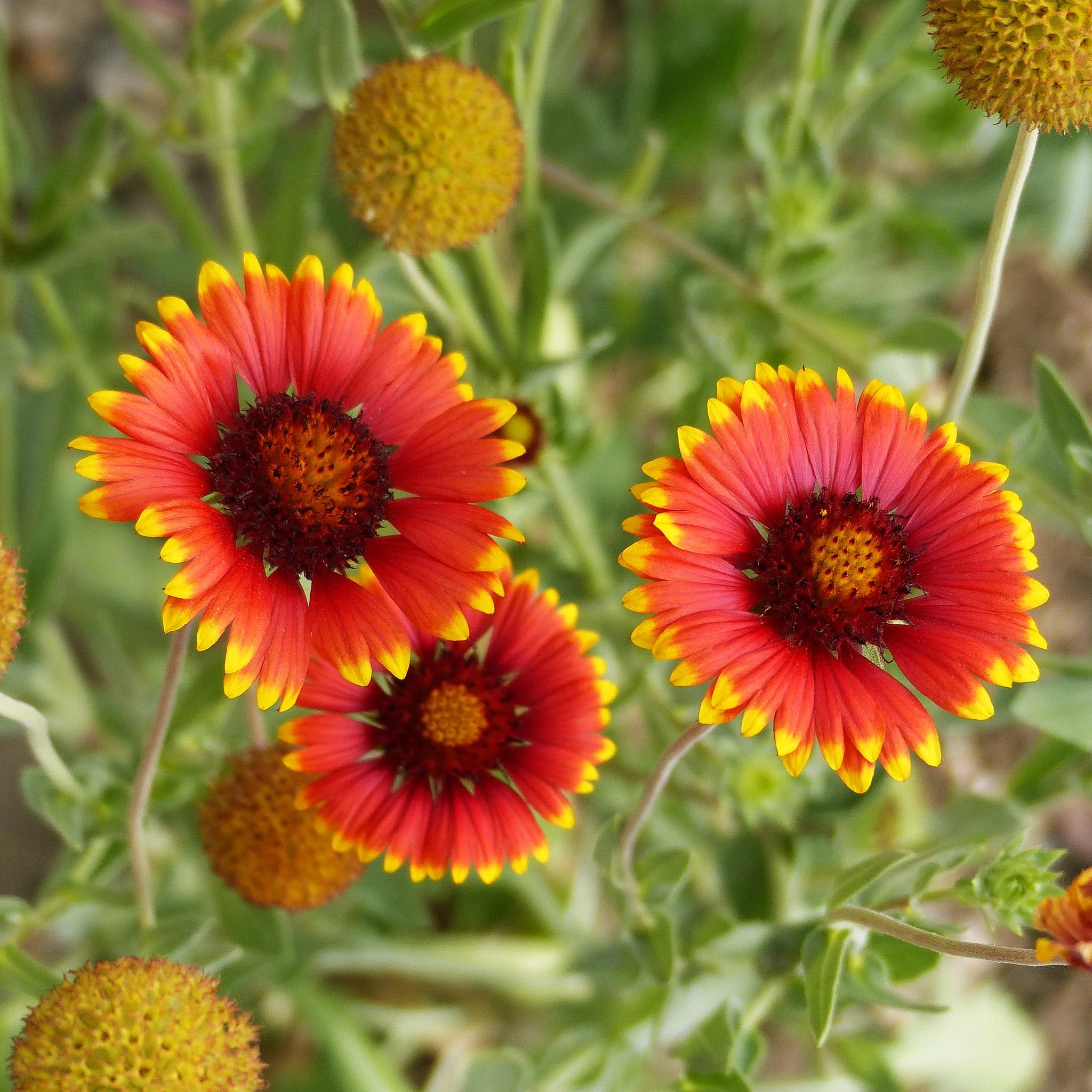 Perennial Blanket Flower - Image 10