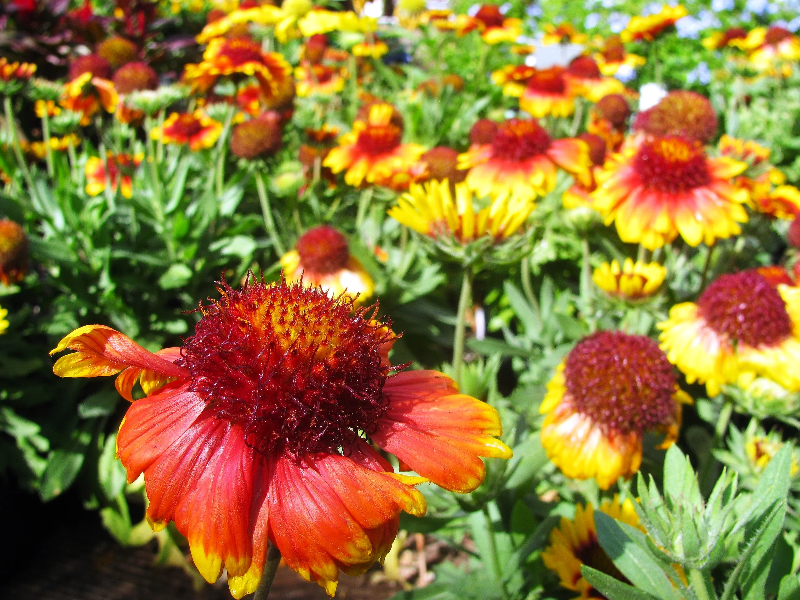 Perennial Blanket Flower - Image 3