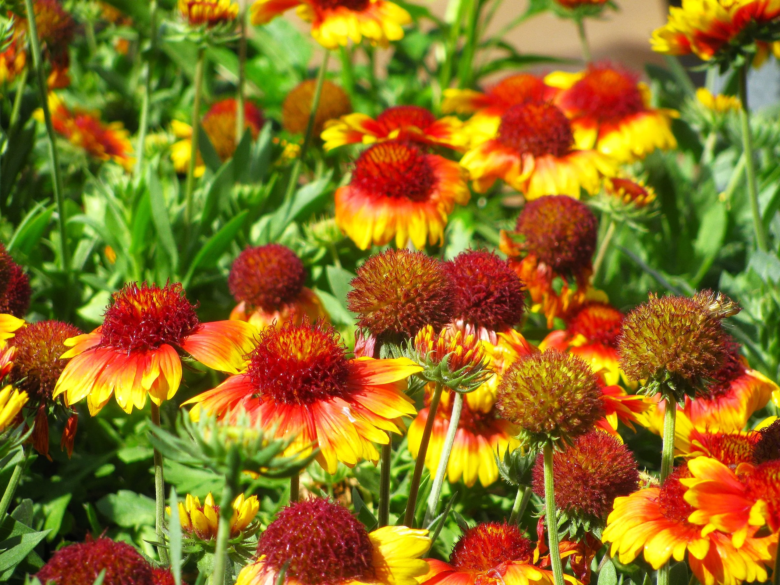 Perennial Blanket Flower - Image 4