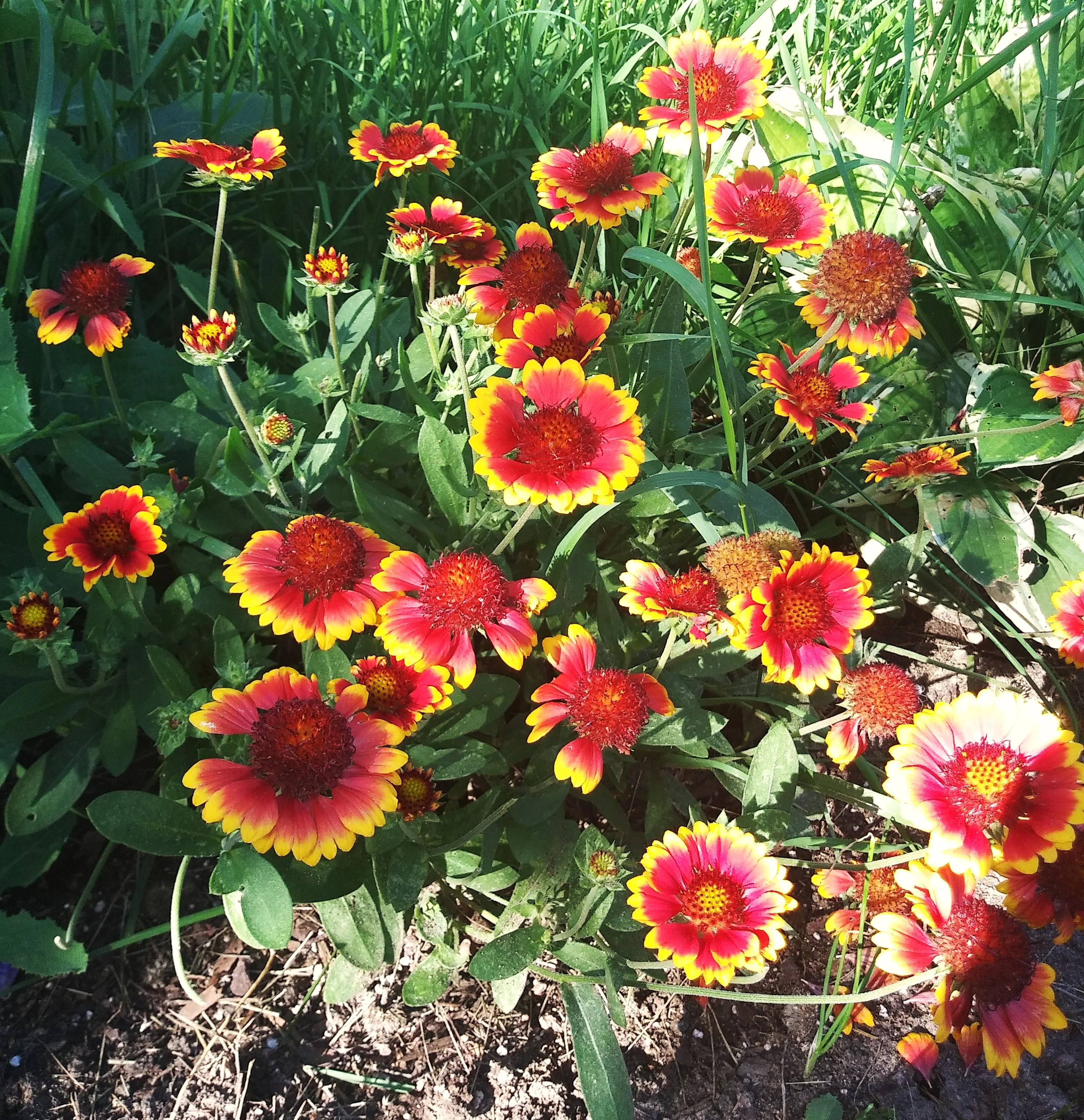Perennial Blanket Flower - Image 5
