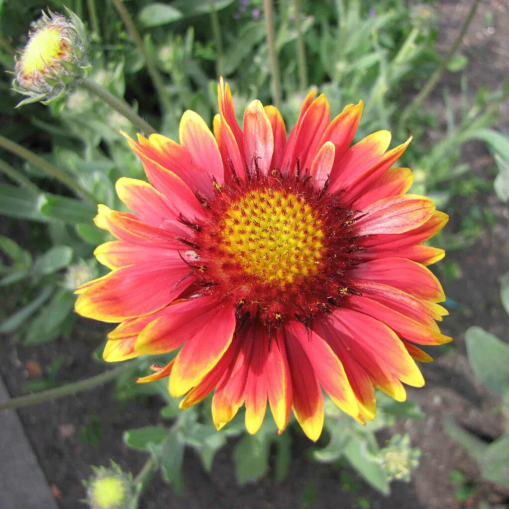Perennial Blanket Flower - Image 6