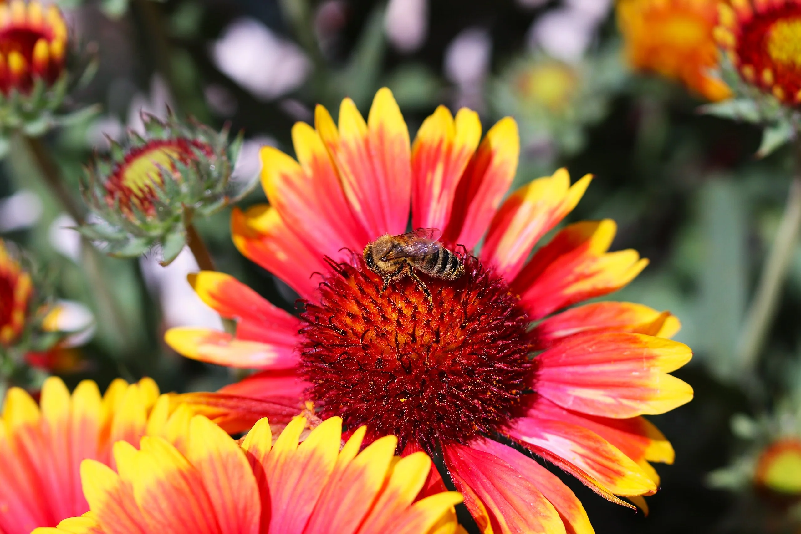 Perennial Blanket Flower - Image 7
