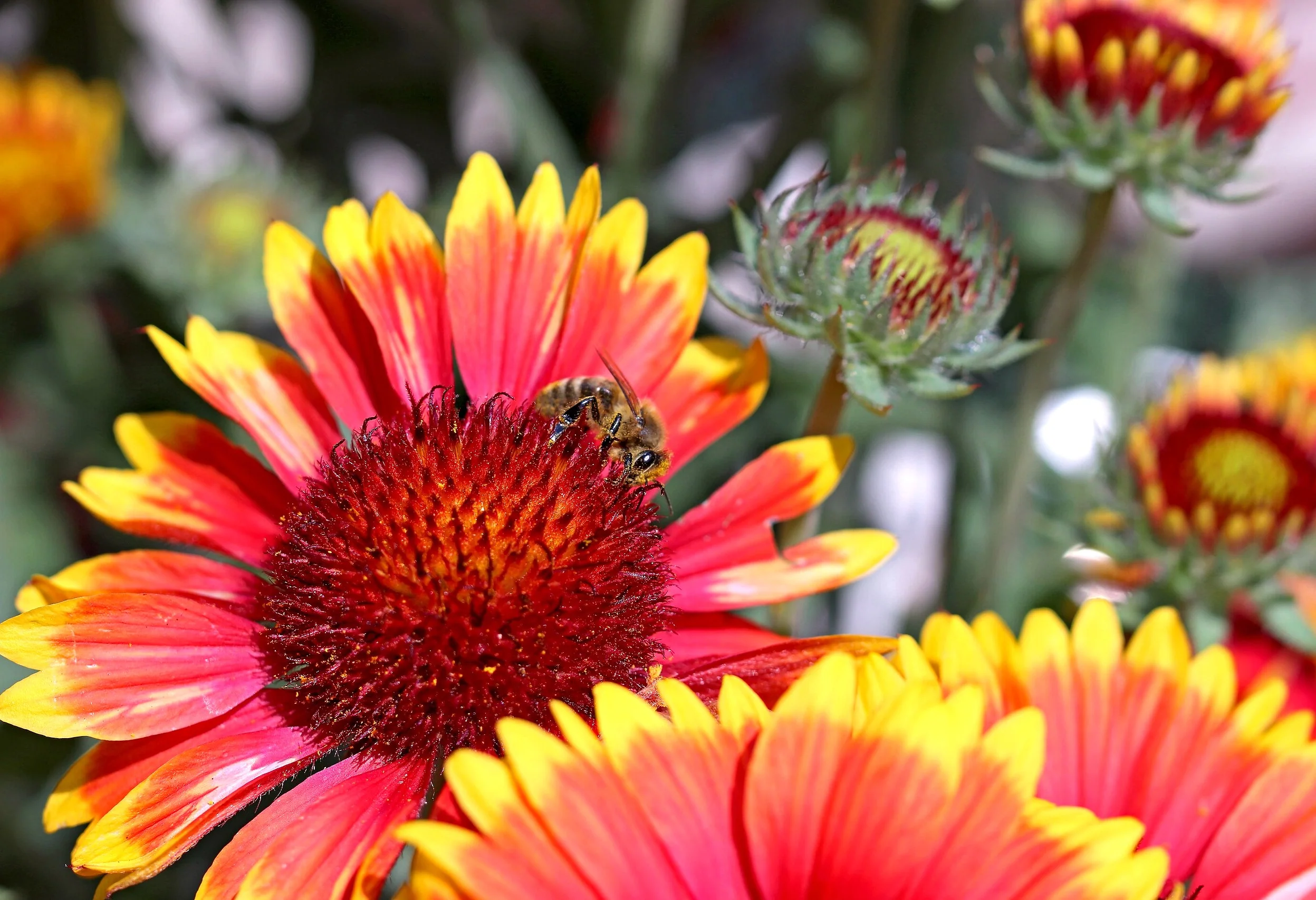 Perennial Blanket Flower - Image 8