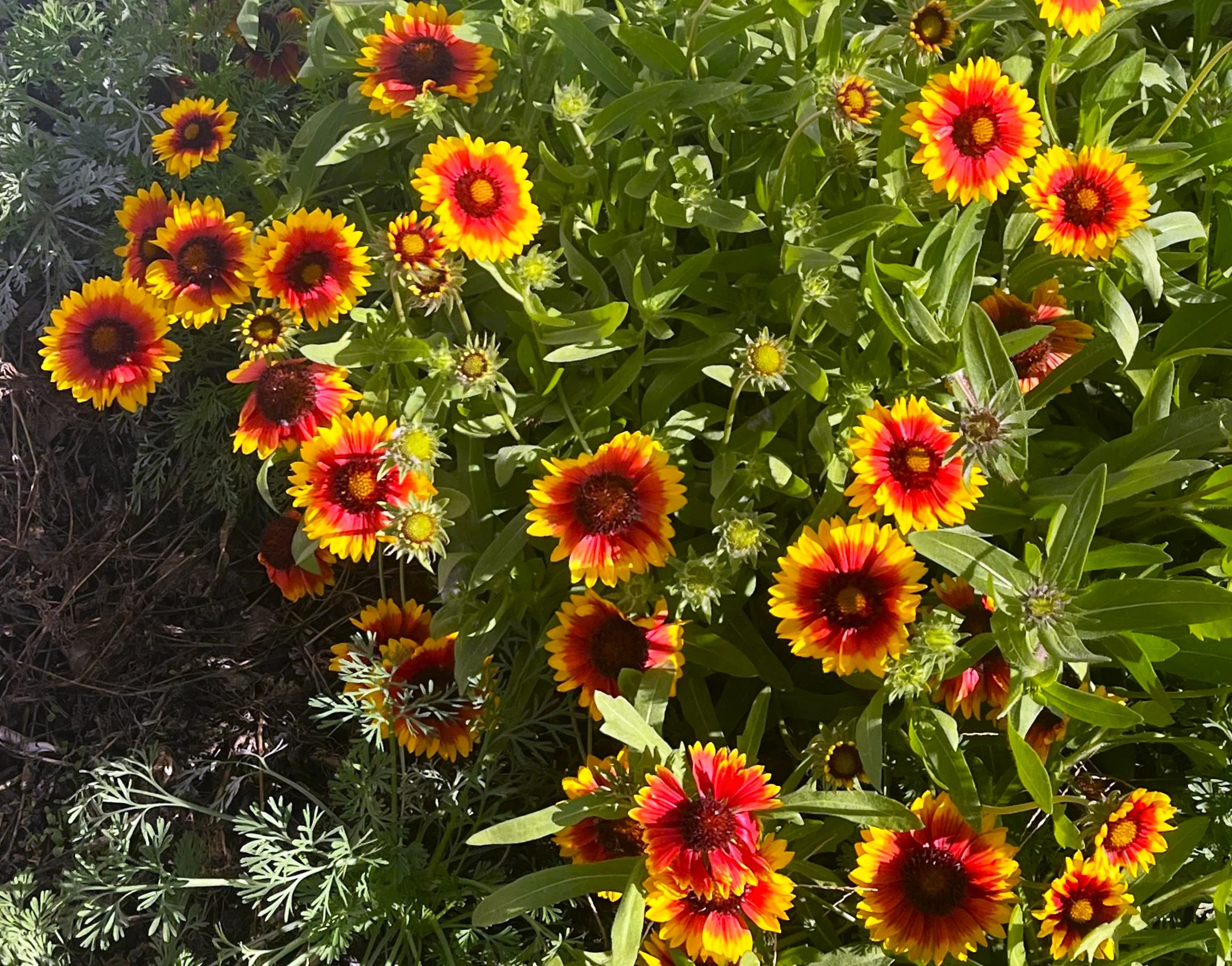 Perennial Blanket Flower - Image 9