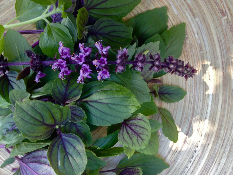 Persian Basil (Reyhan) - Image 3