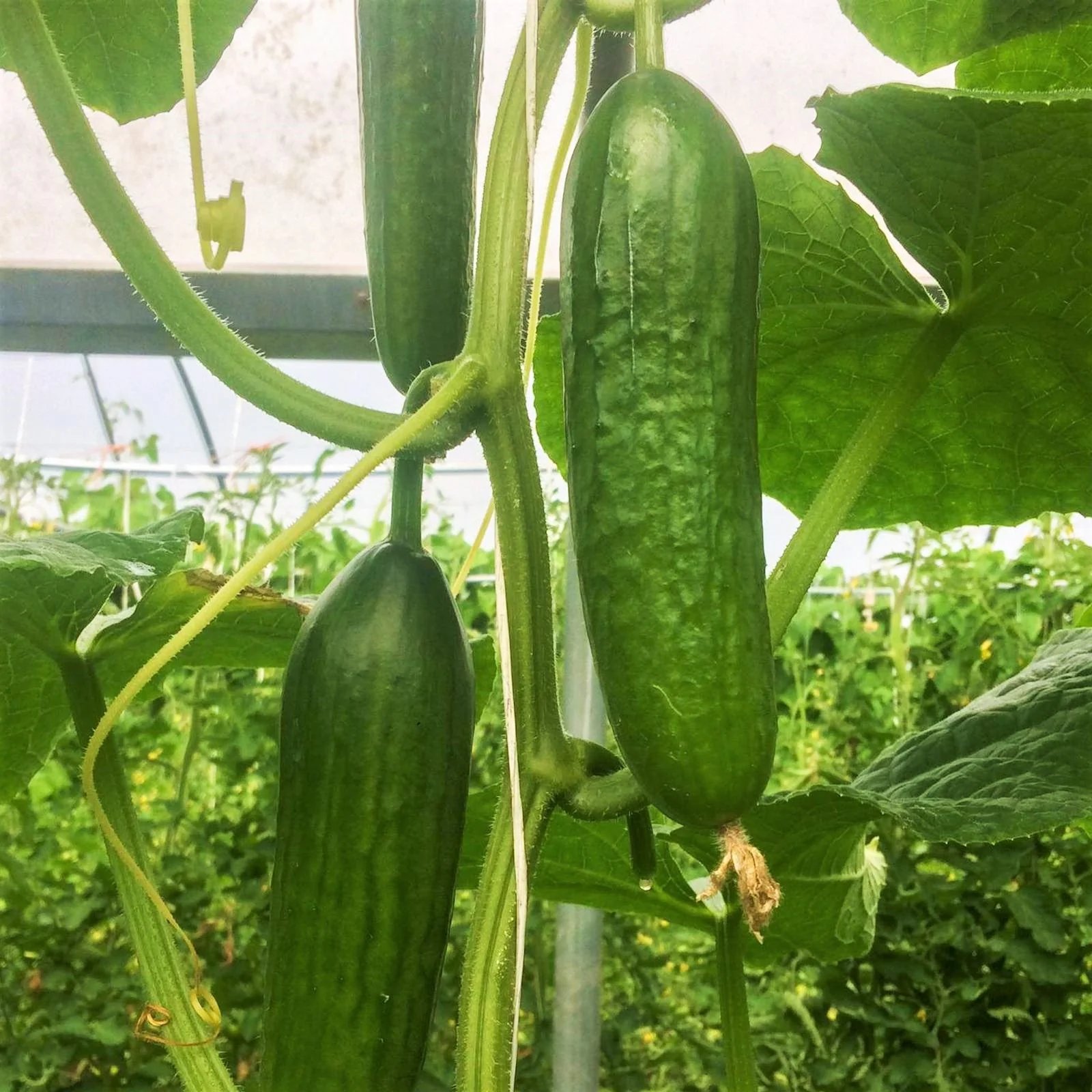 Persian Cucumber (F1) - Image 3