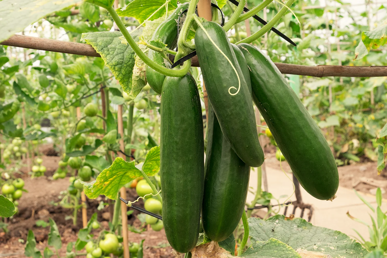 Persian Cucumber (F1) - Image 4
