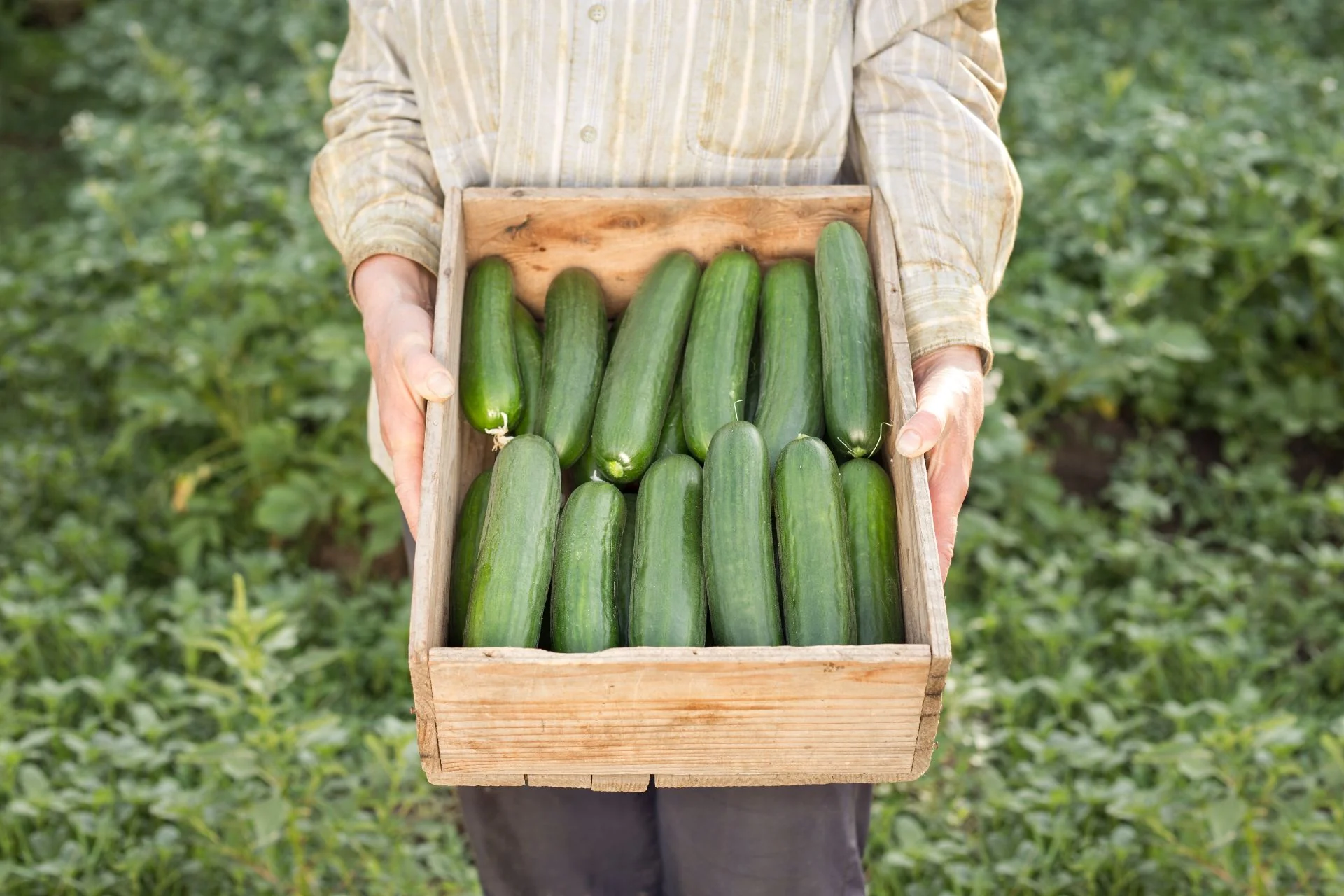 Persian Cucumber (F1) - Image 5