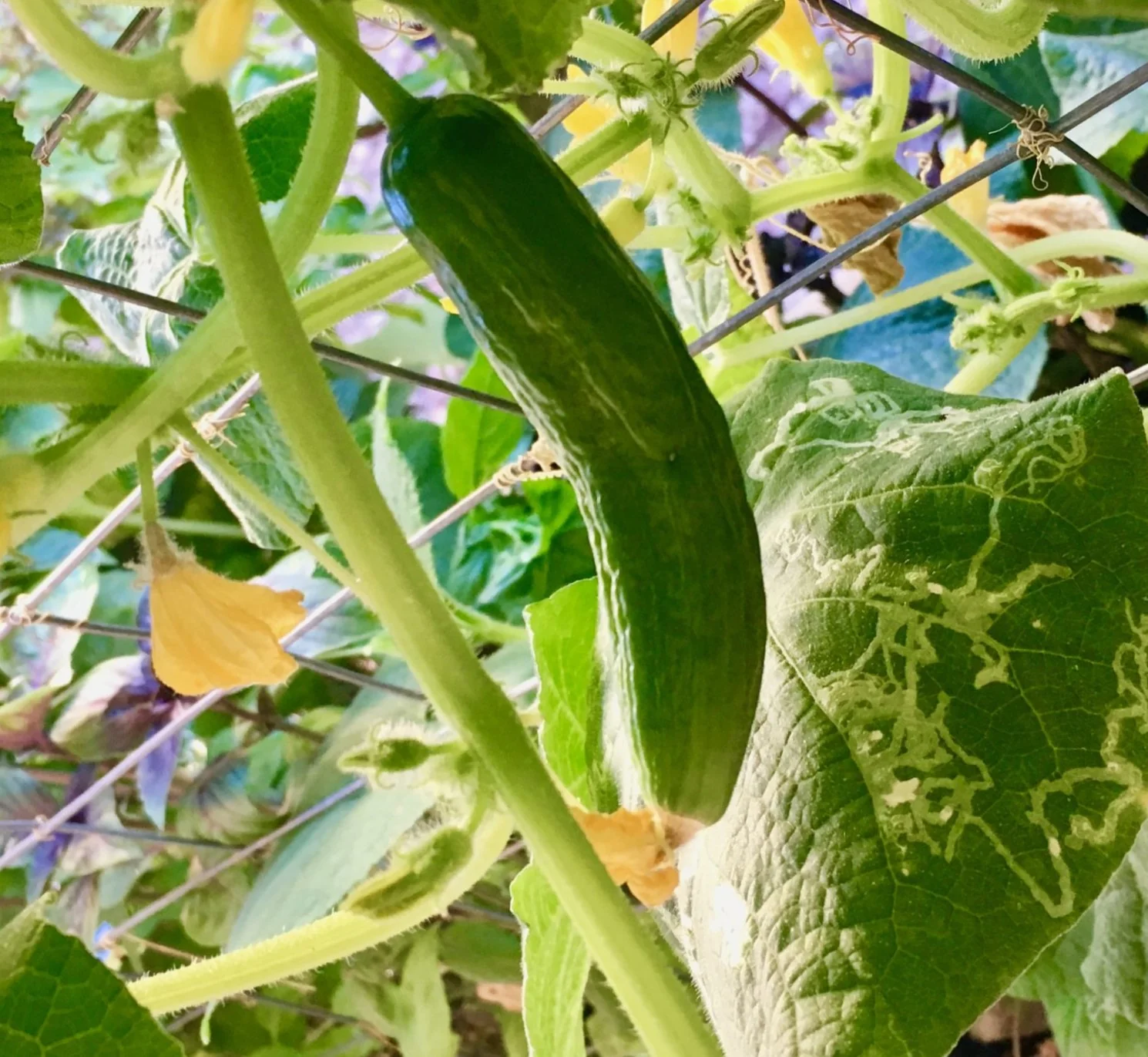 Persian Cucumber (Open-Pollinated) - Image 3
