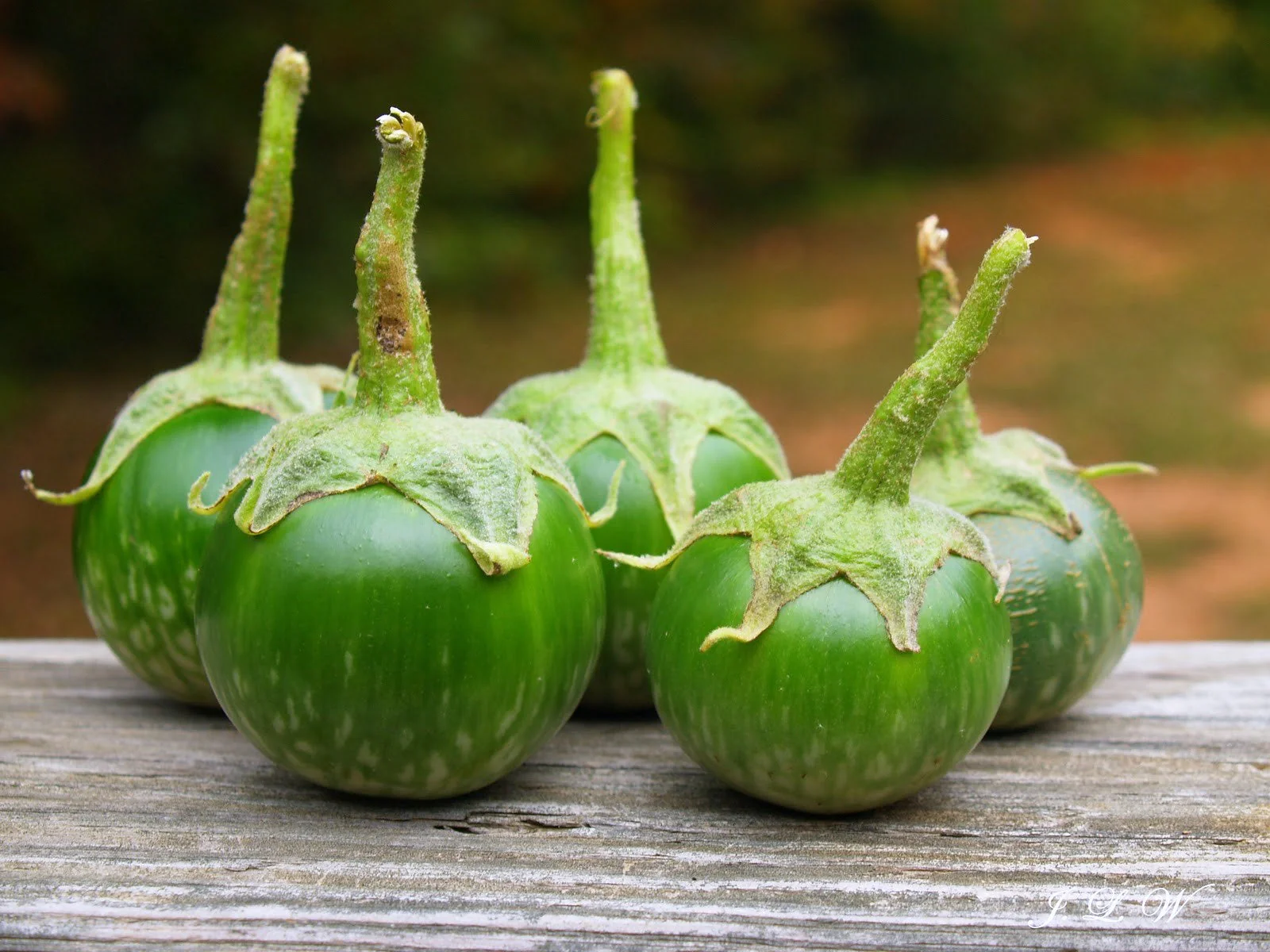 Petch Siam Thai Eggplant - Image 4