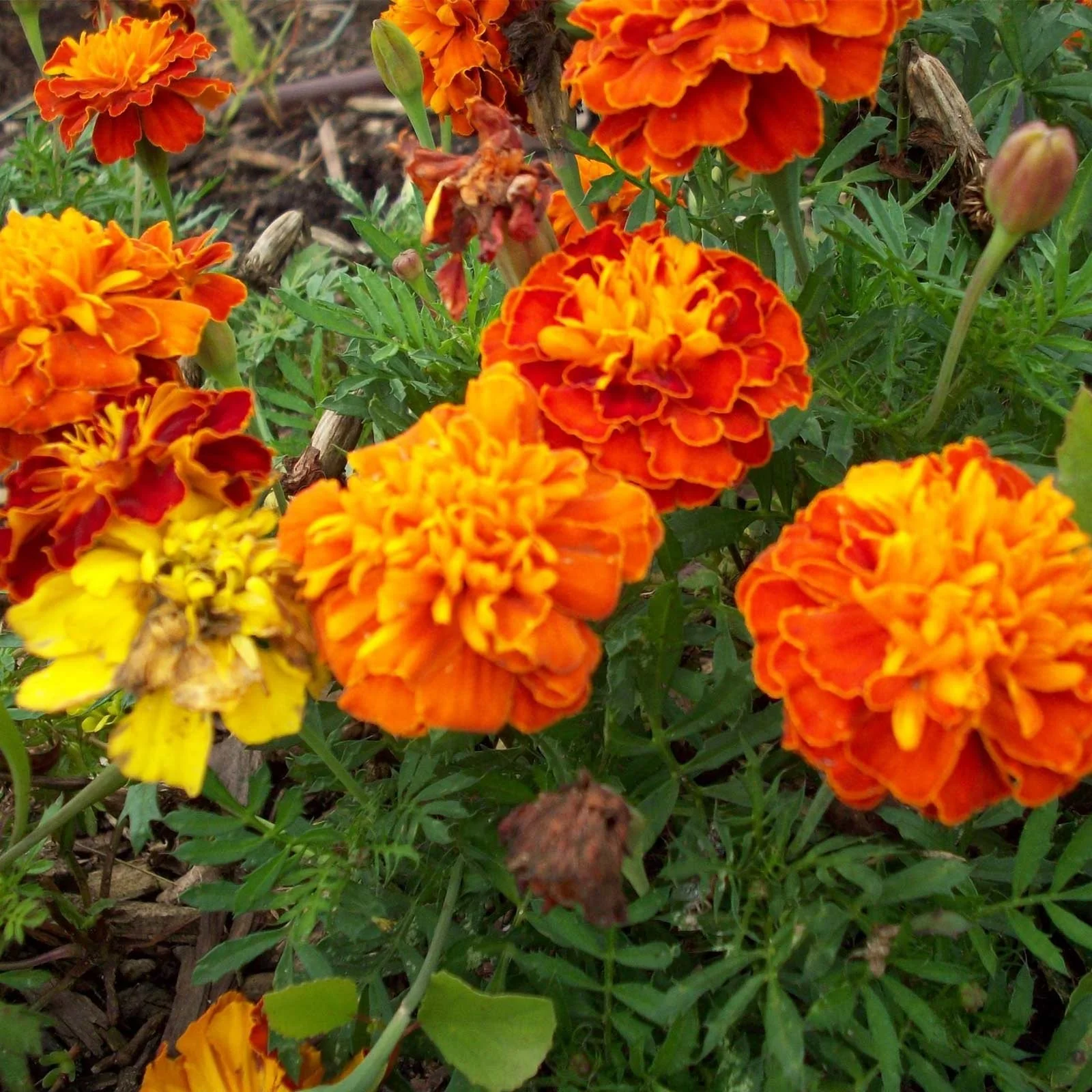 Petite Mix French Marigold - Image 3