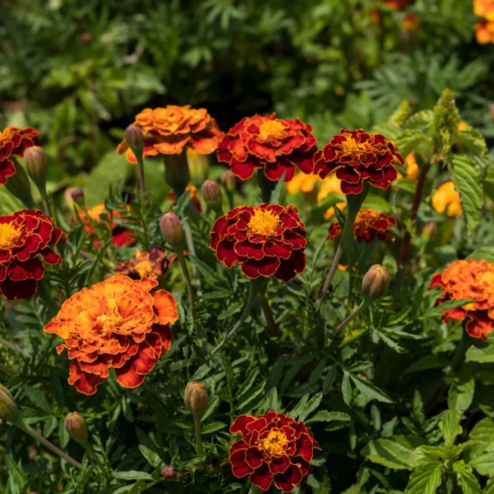 Petite Mix French Marigold - Image 4