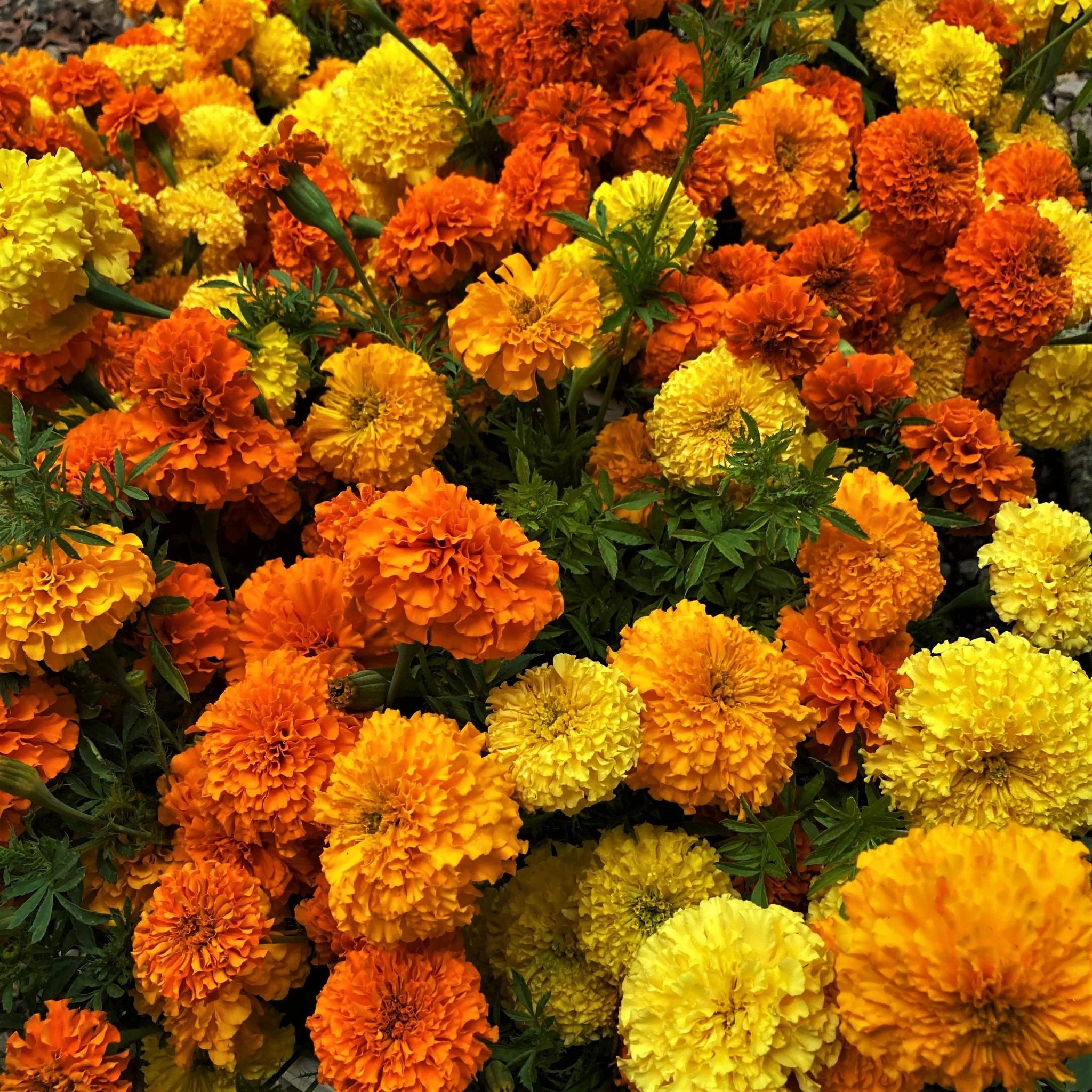 Petite Mix French Marigold - Image 5