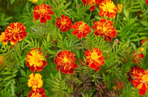 Petite Mix French Marigold - Image 6