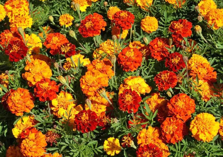 Petite Mix French Marigold - Image 8