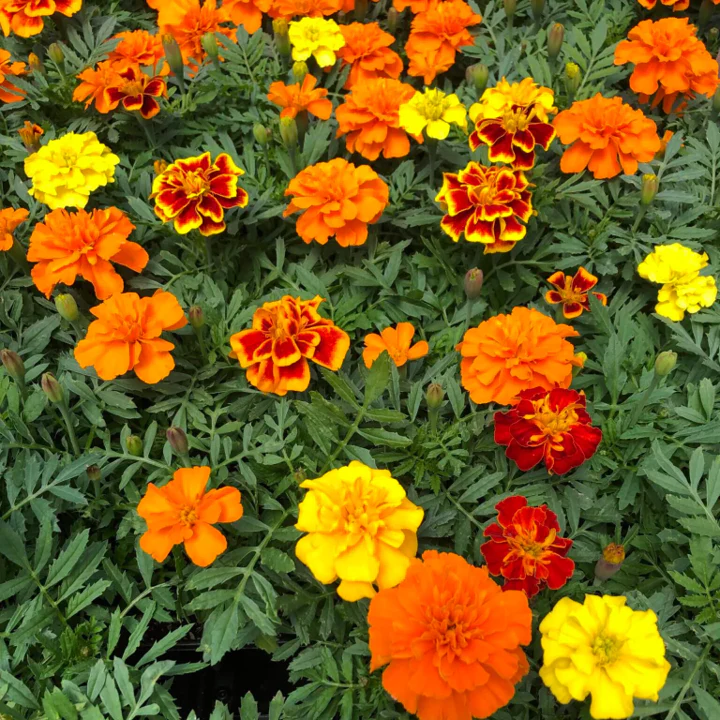Petite Mix French Marigold - Image 9
