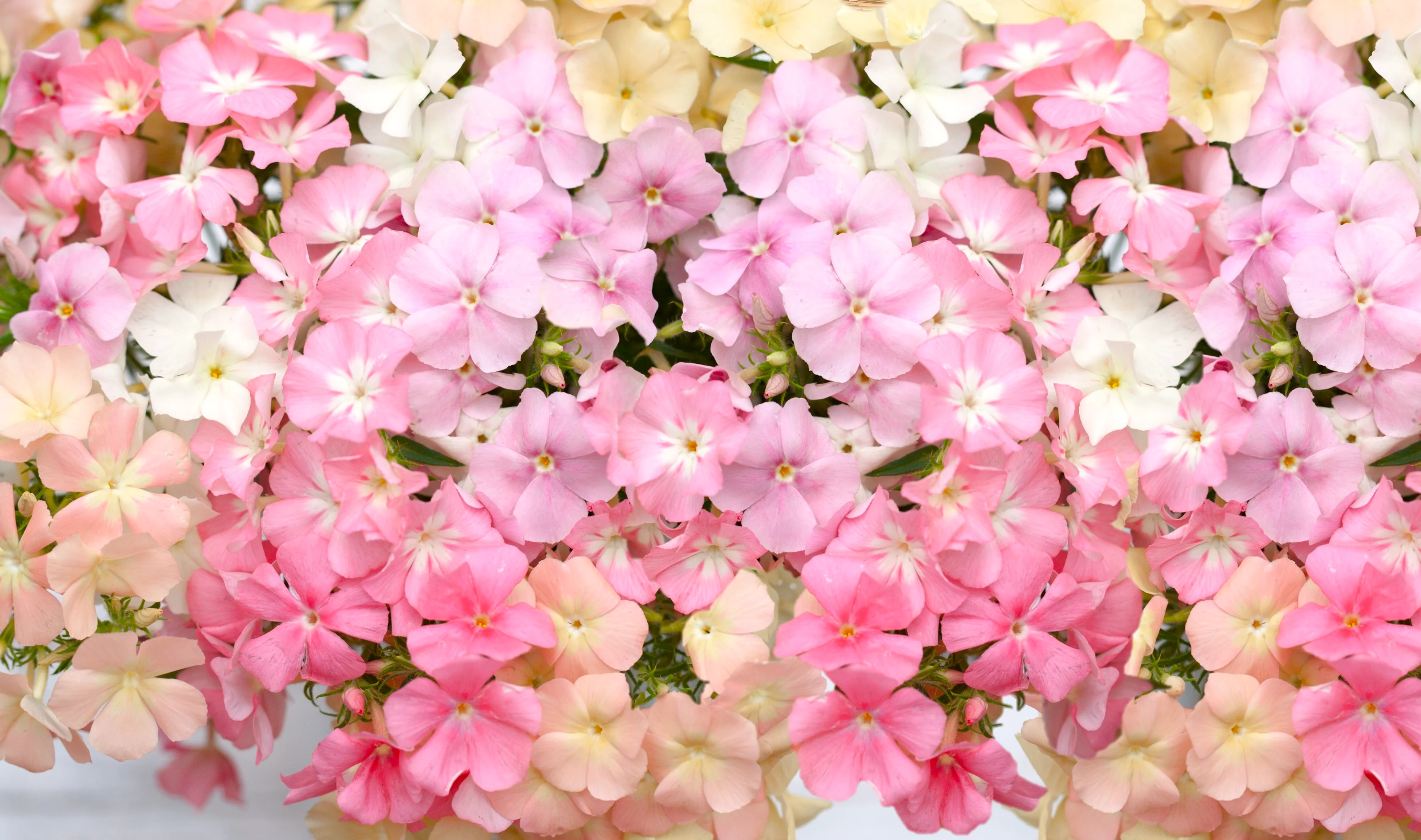 Phlox of Sheep Pastel Mix Phlox - Image 2