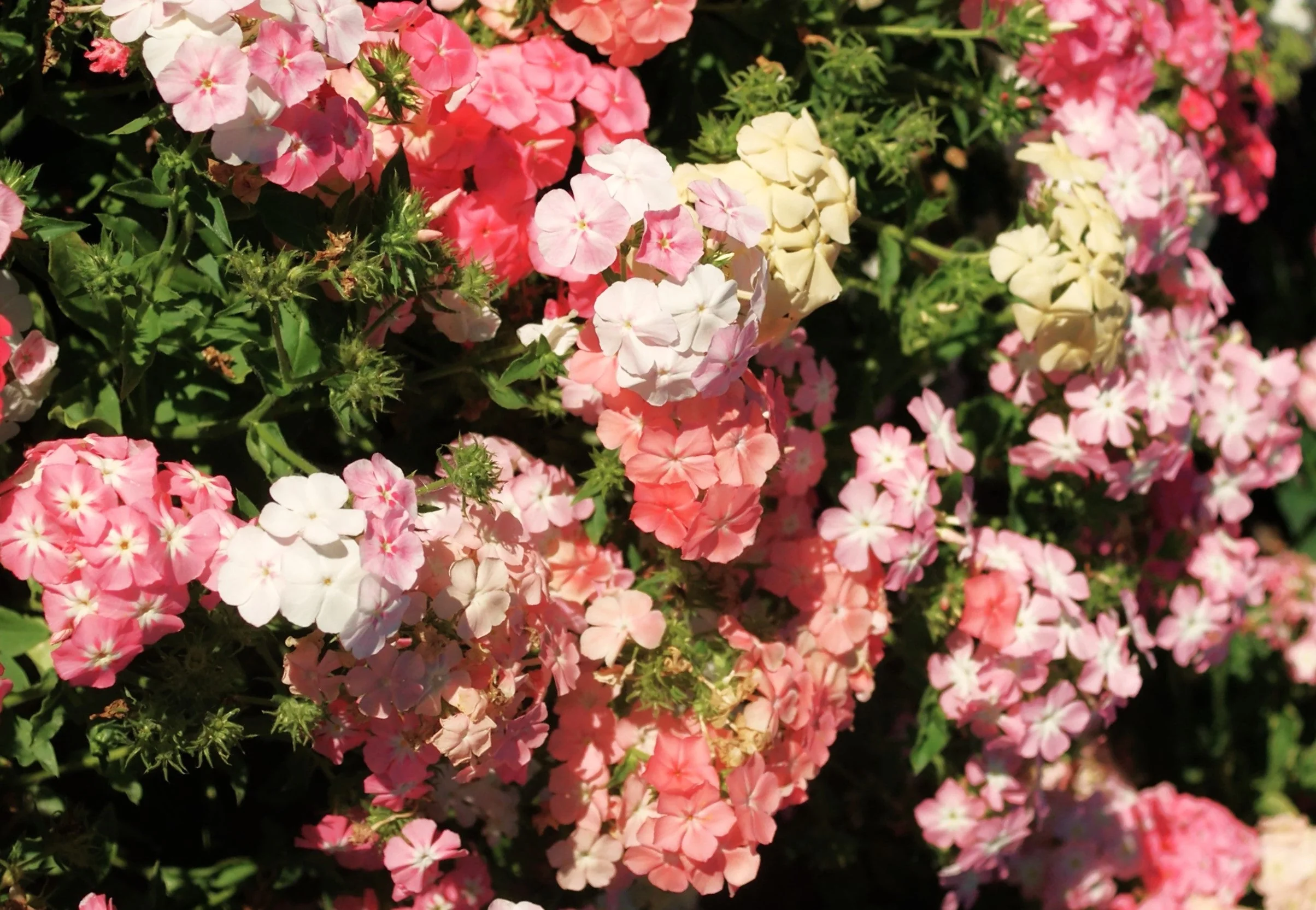 Phlox of Sheep Pastel Mix Phlox - Image 4