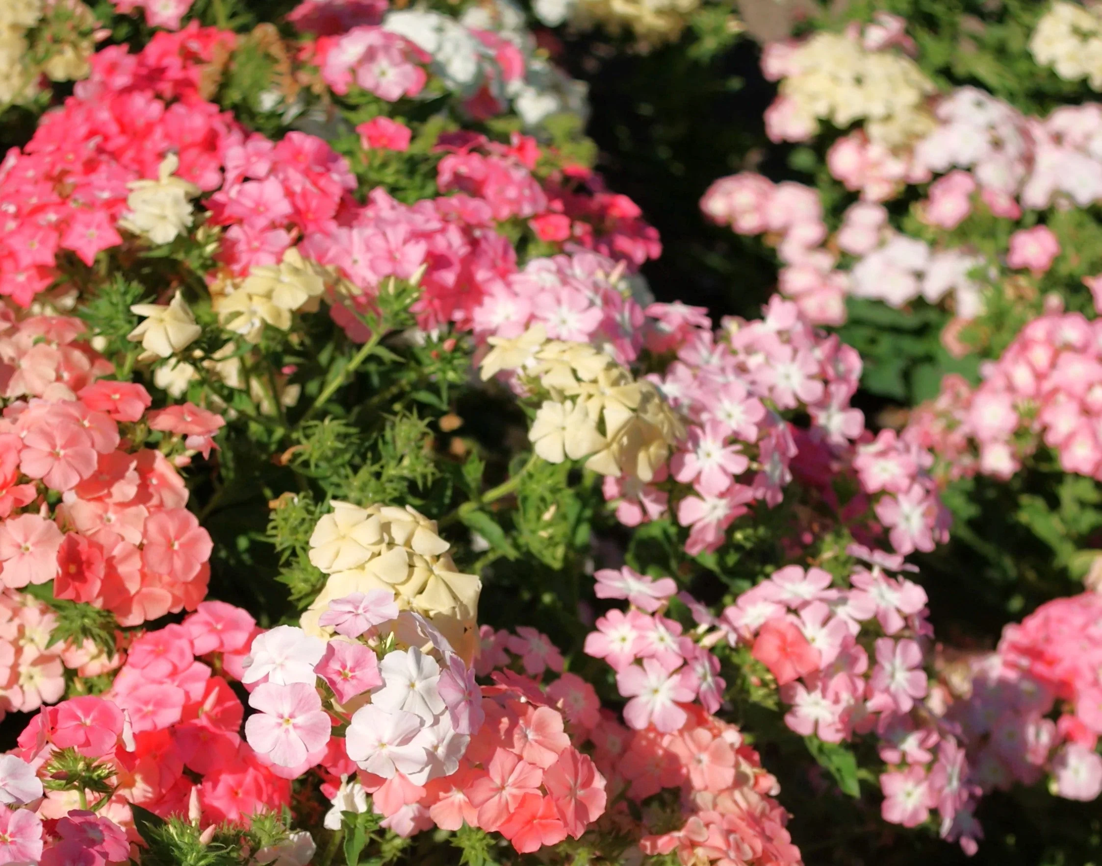 Phlox of Sheep Pastel Mix Phlox - Image 5