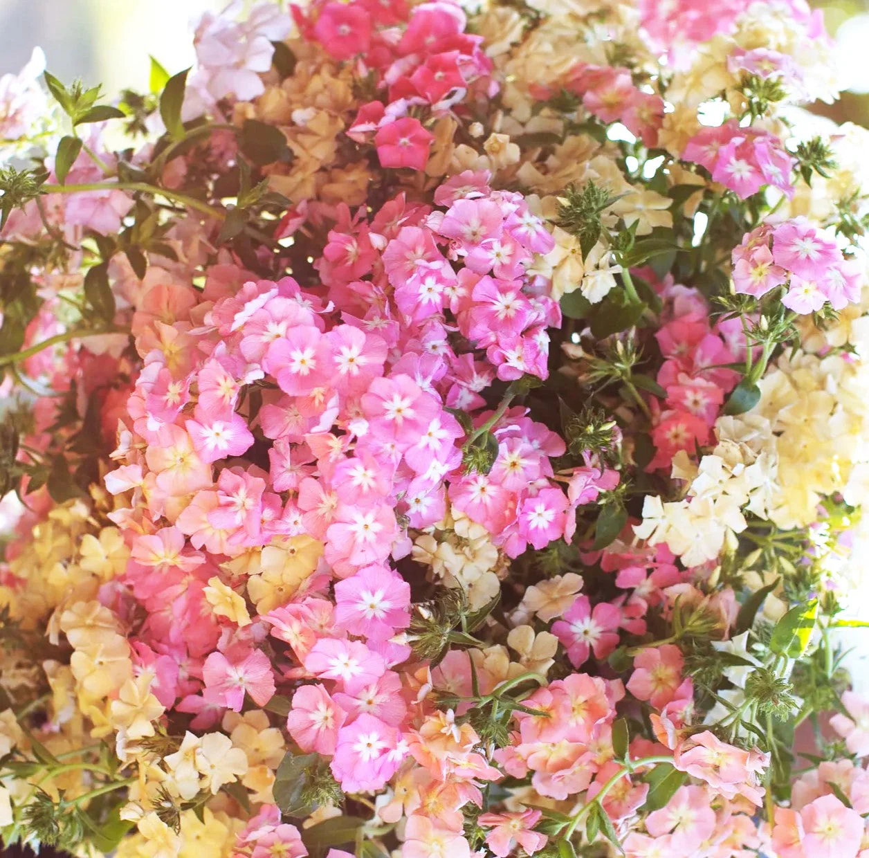 Phlox of Sheep Pastel Mix Phlox - Image 6
