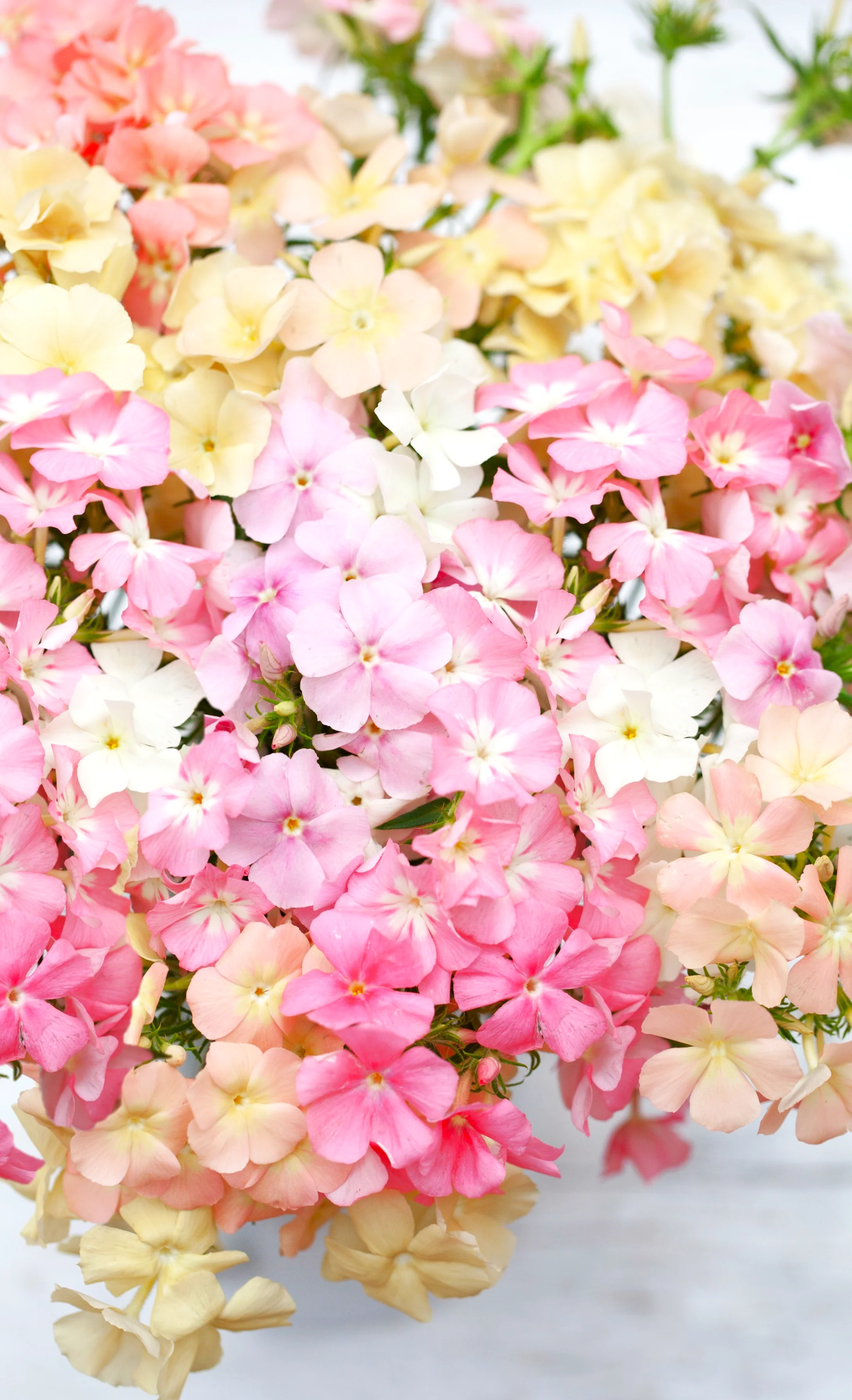 Phlox of Sheep Pastel Mix Phlox - Image 8