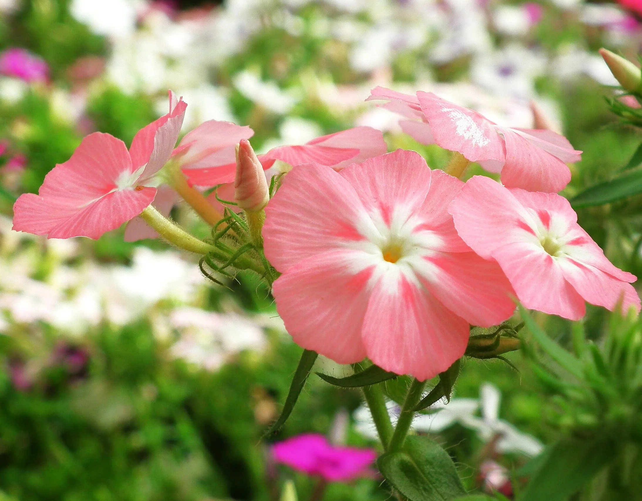Phlox of Sheep Pastel Mix Phlox - Image 9