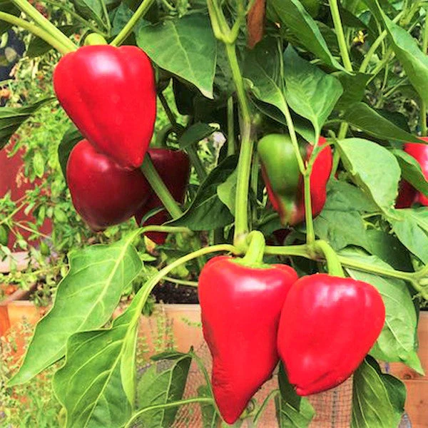 Pimento Pepper - Image 3