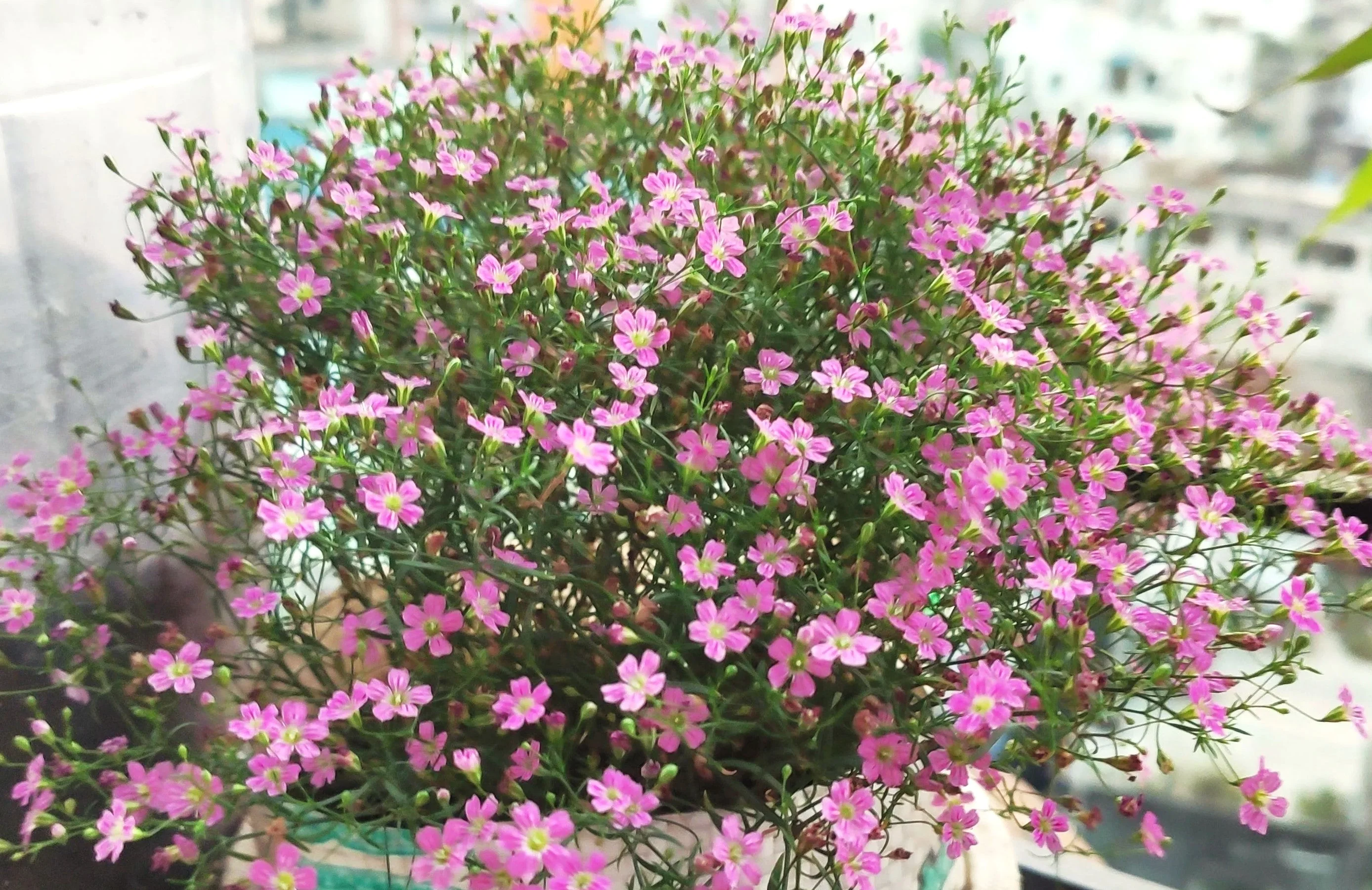 Pink Baby's Breath - Image 10