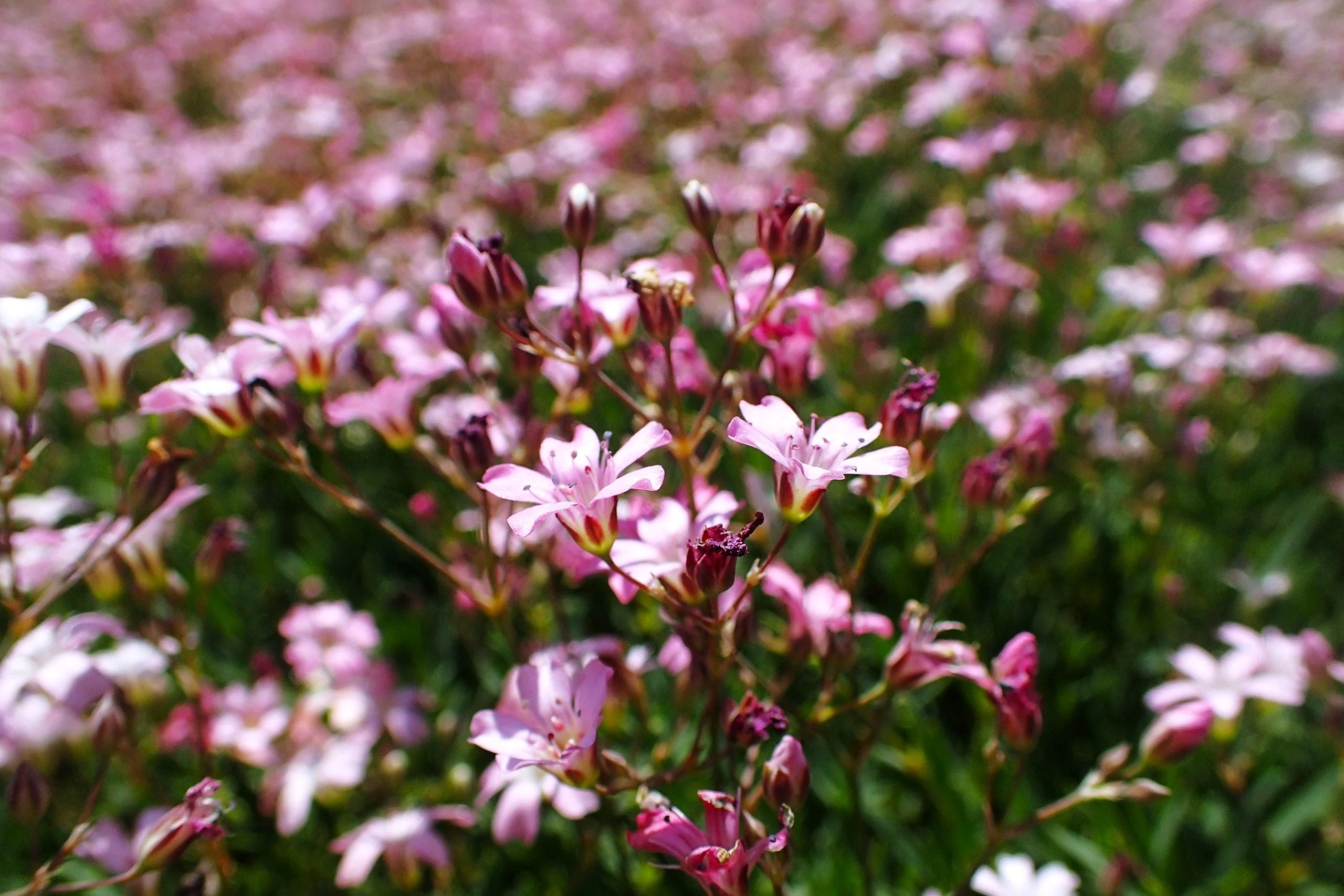 Pink Baby's Breath - Image 3
