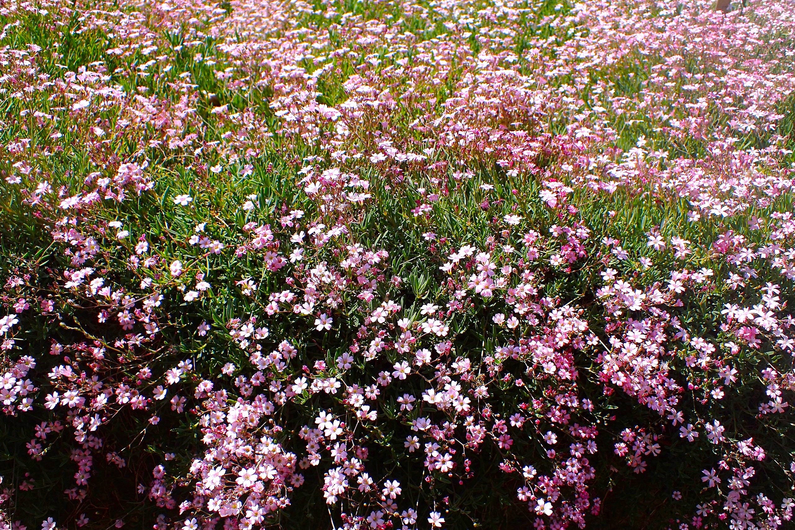 Pink Baby's Breath - Image 4