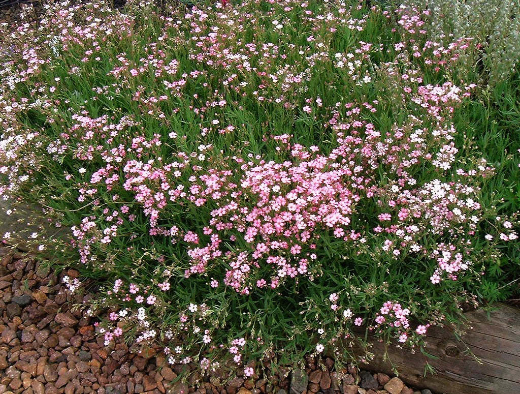 Pink Baby's Breath - Image 5