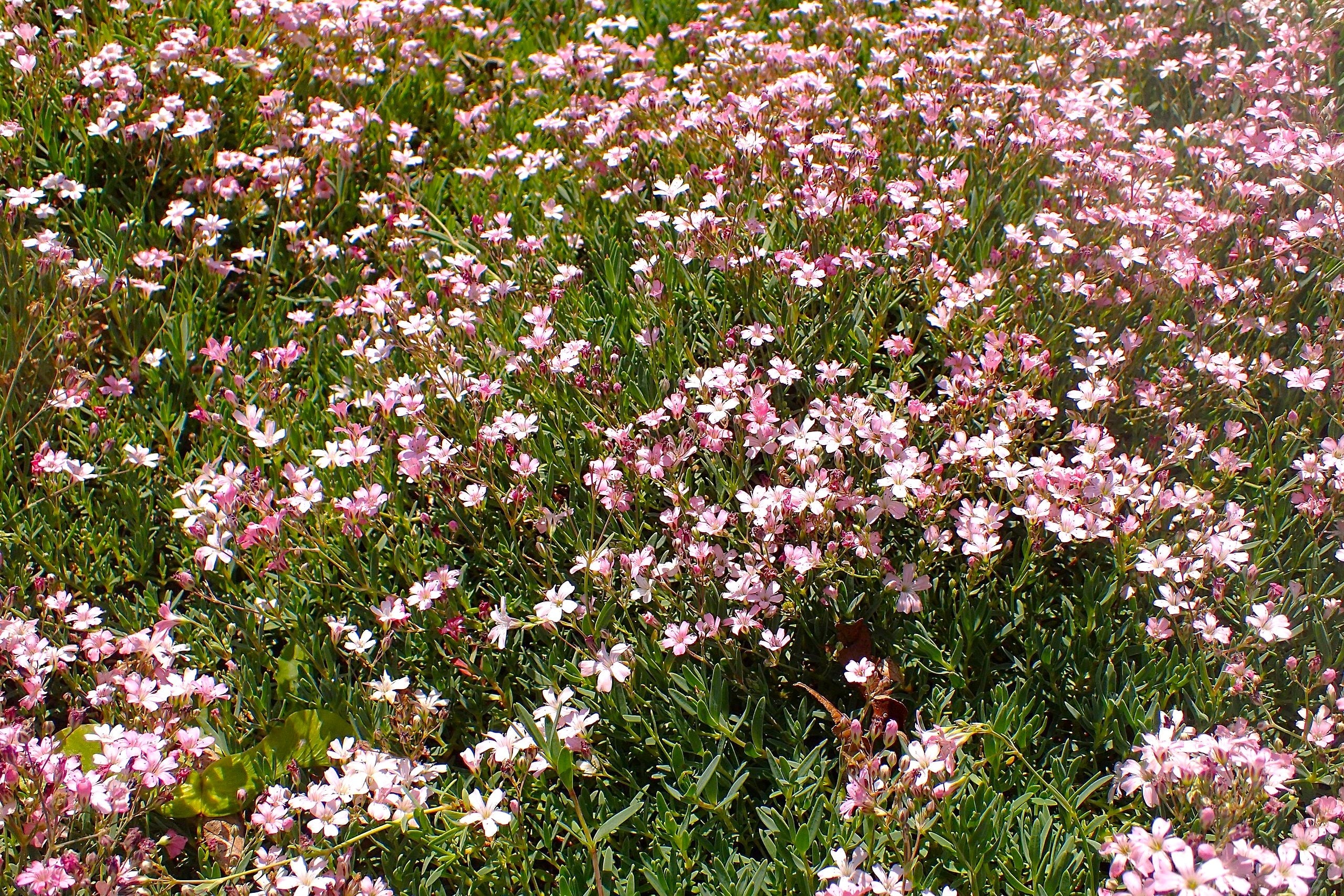 Pink Baby's Breath - Image 6