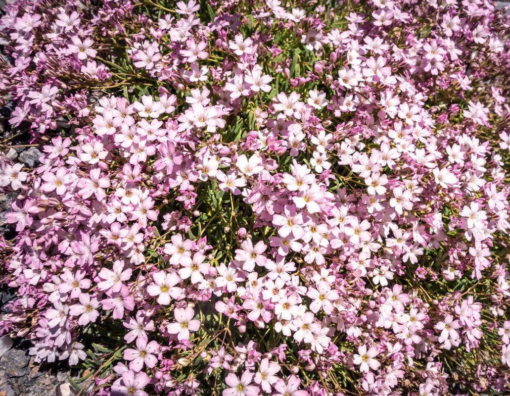 Pink Baby's Breath - Image 7
