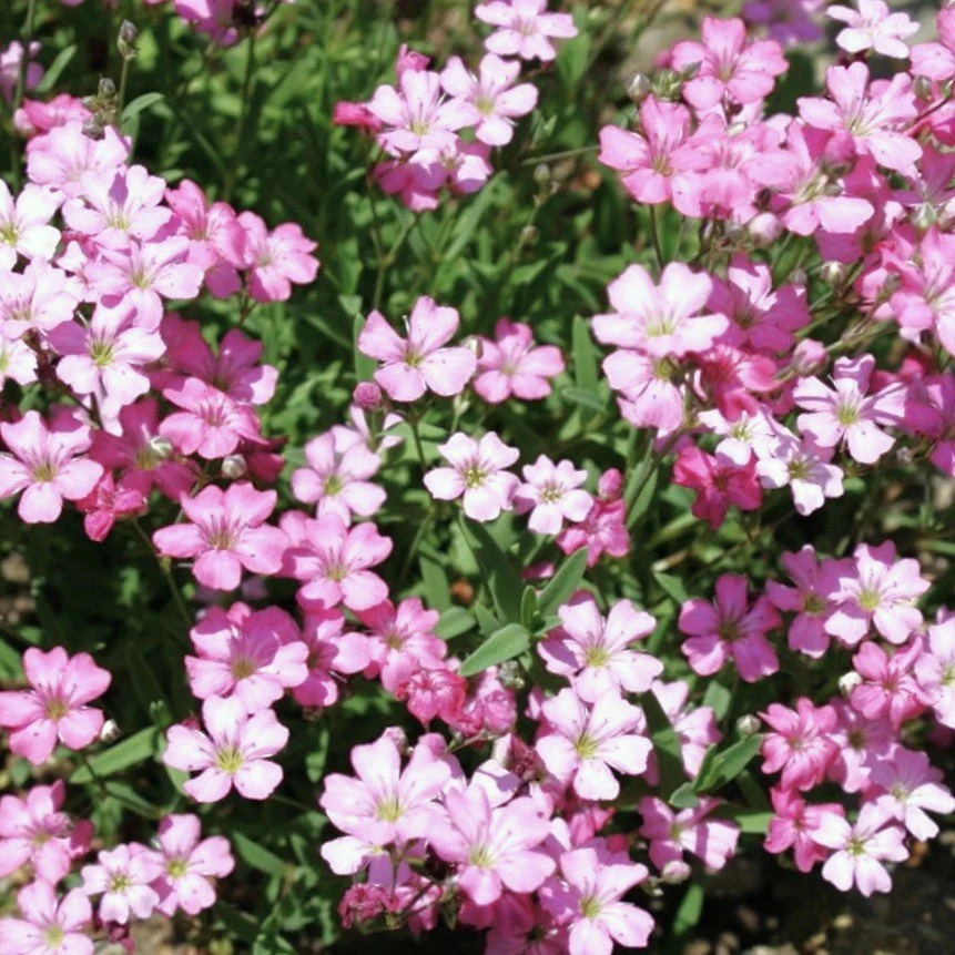 Pink Baby's Breath - Image 8