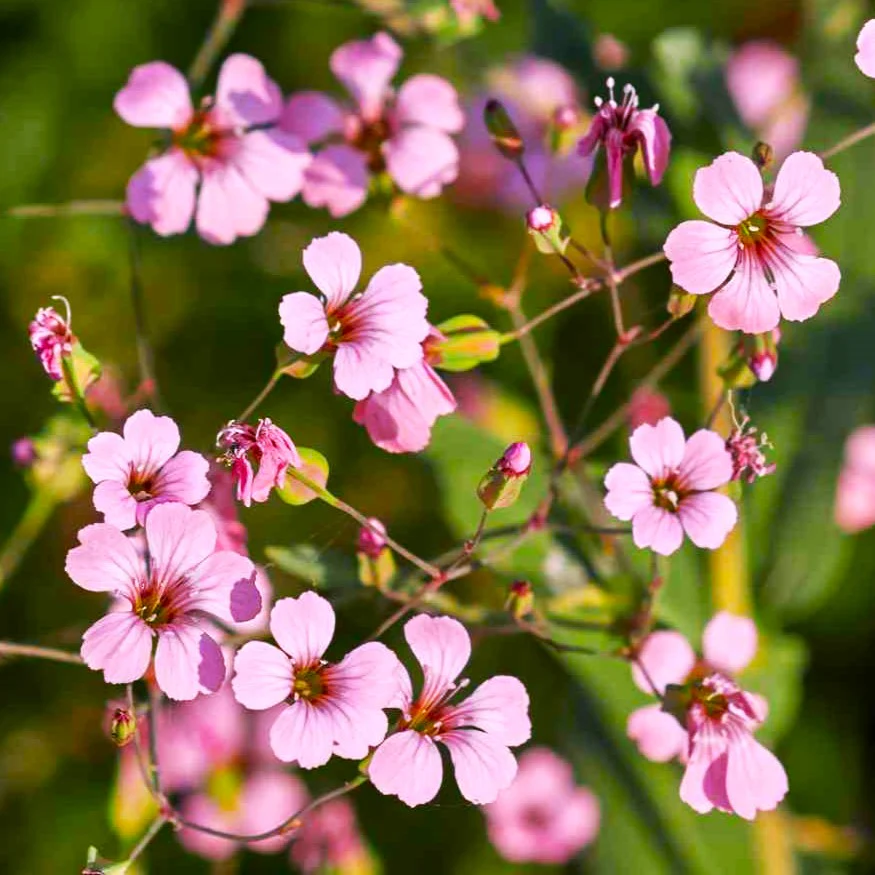 Pink Beauty Soapwort